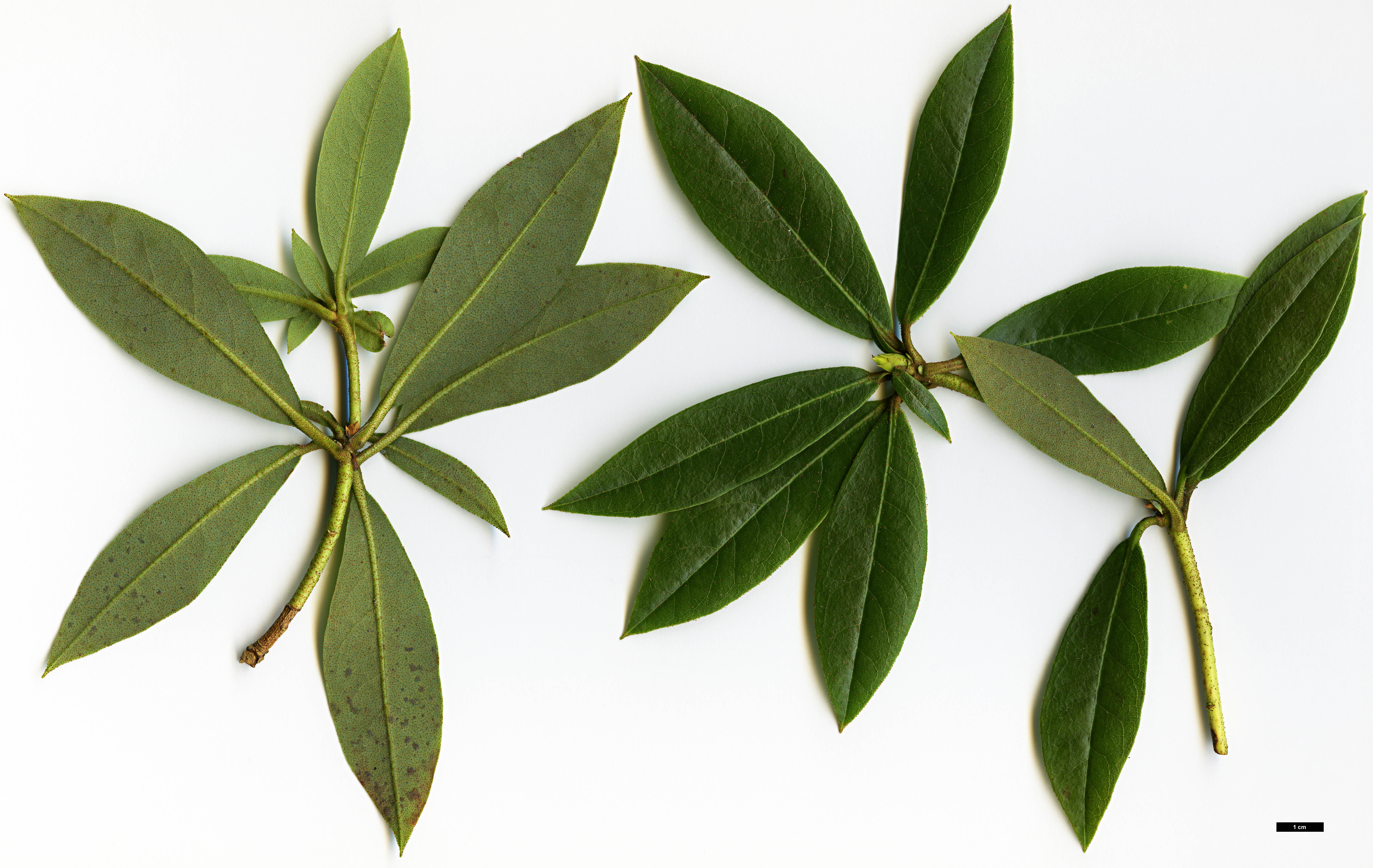 High resolution image: Family: Ericaceae - Genus: Rhododendron - Taxon: leptocladon