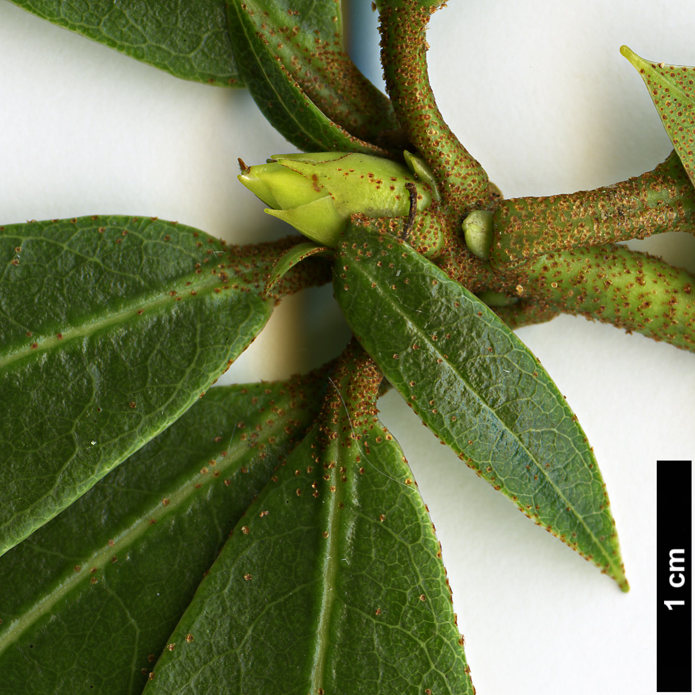 High resolution image: Family: Ericaceae - Genus: Rhododendron - Taxon: leptocladon