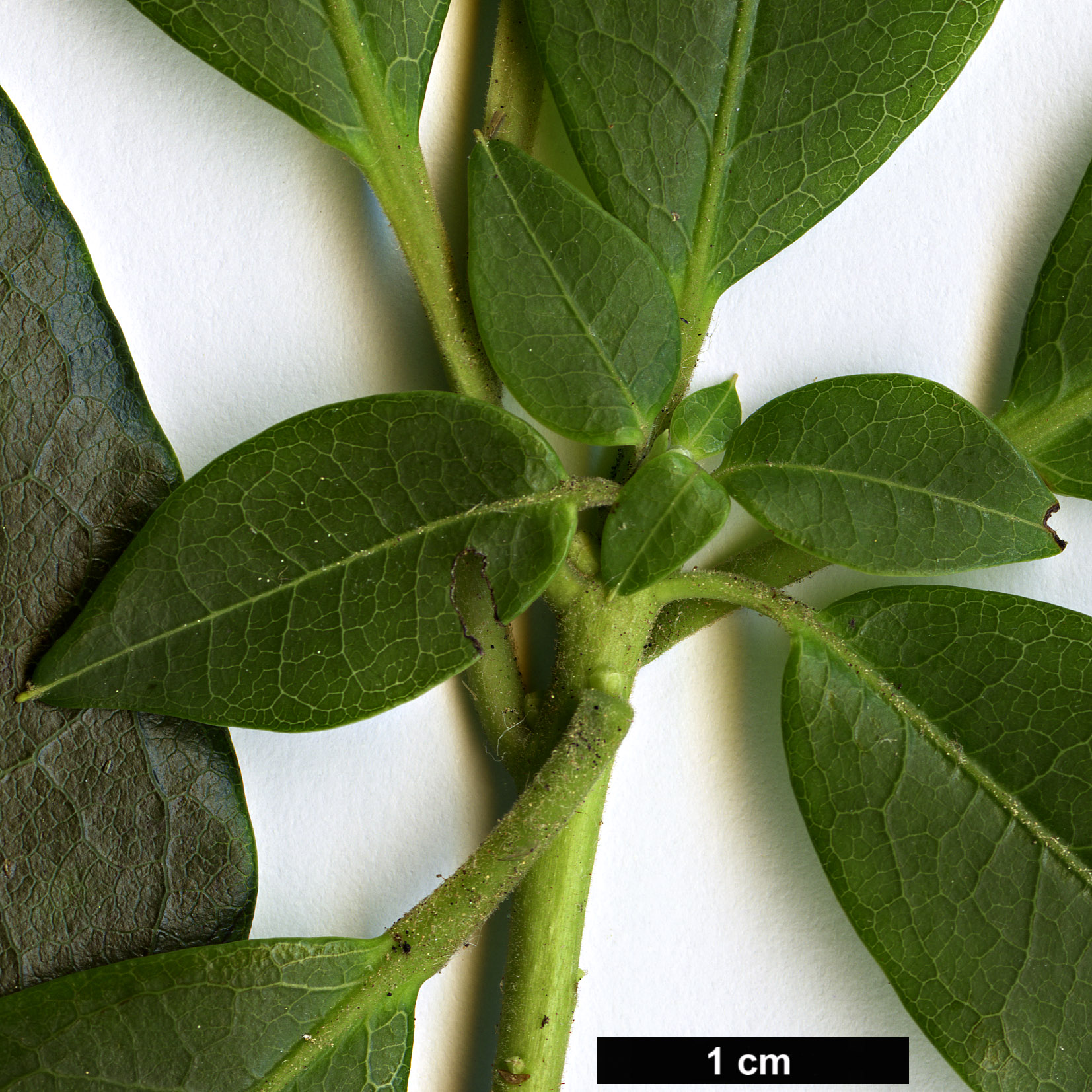 High resolution image: Family: Ericaceae - Genus: Rhododendron - Taxon: leptothrium