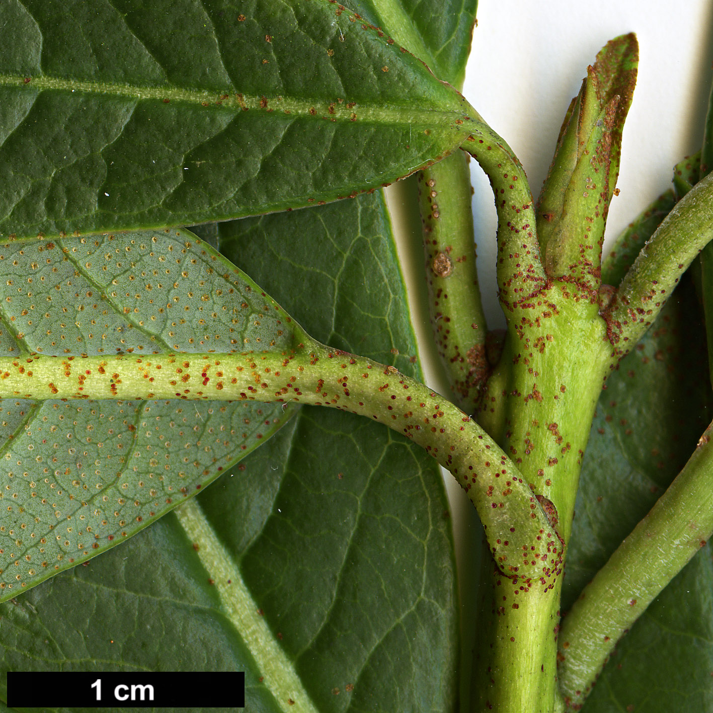 High resolution image: Family: Ericaceae - Genus: Rhododendron - Taxon: lindleyi