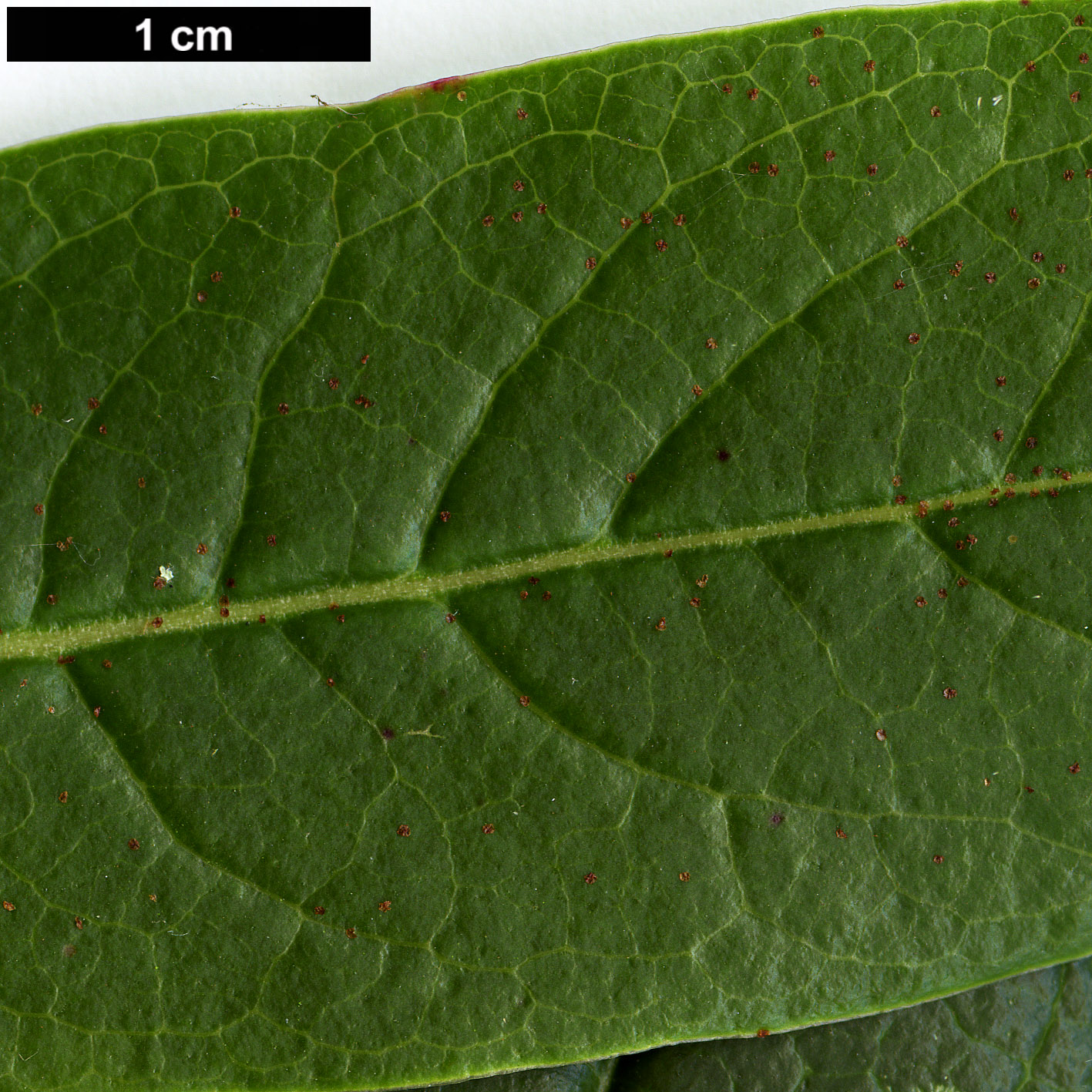 High resolution image: Family: Ericaceae - Genus: Rhododendron - Taxon: lindleyi