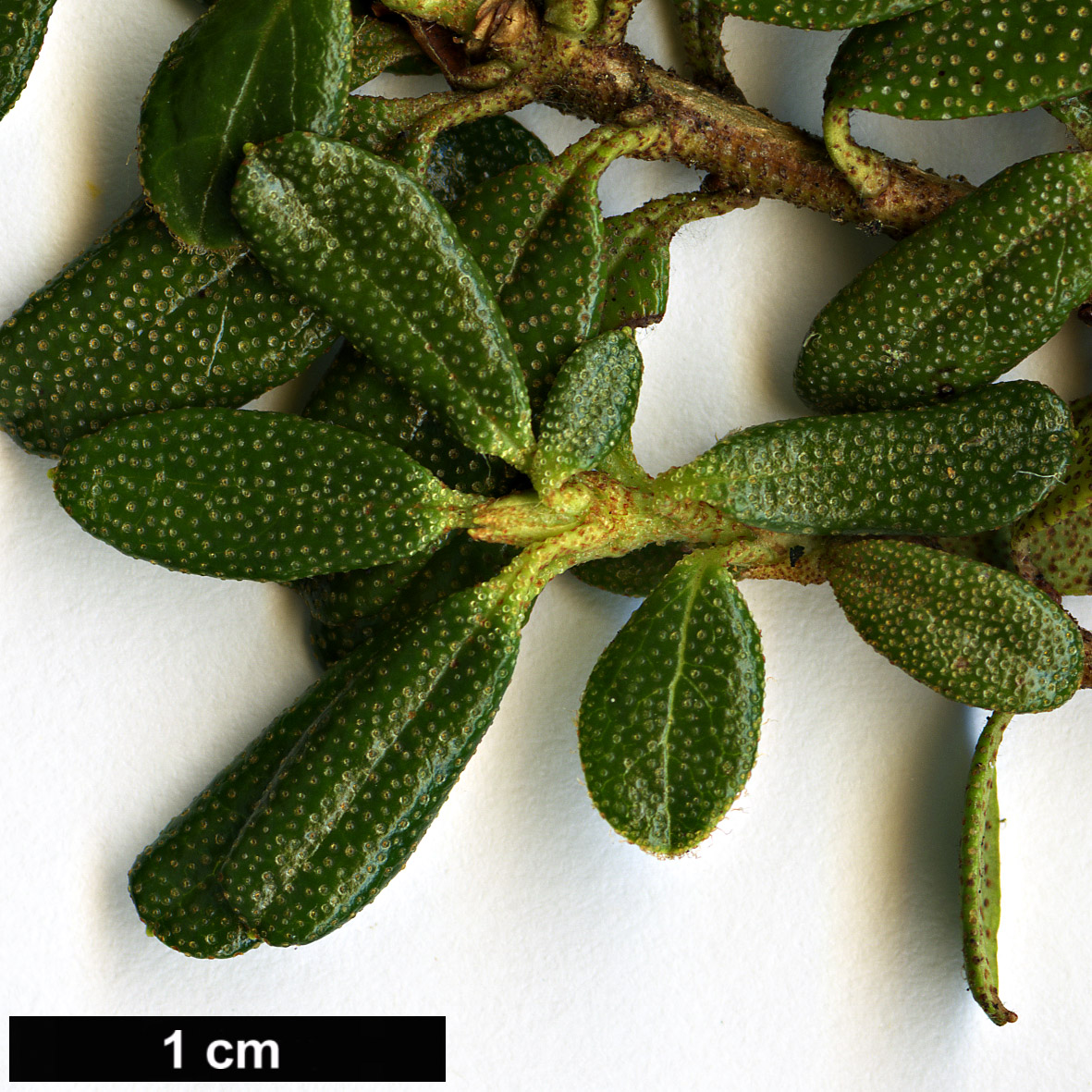 High resolution image: Family: Ericaceae - Genus: Rhododendron - Taxon: litangense