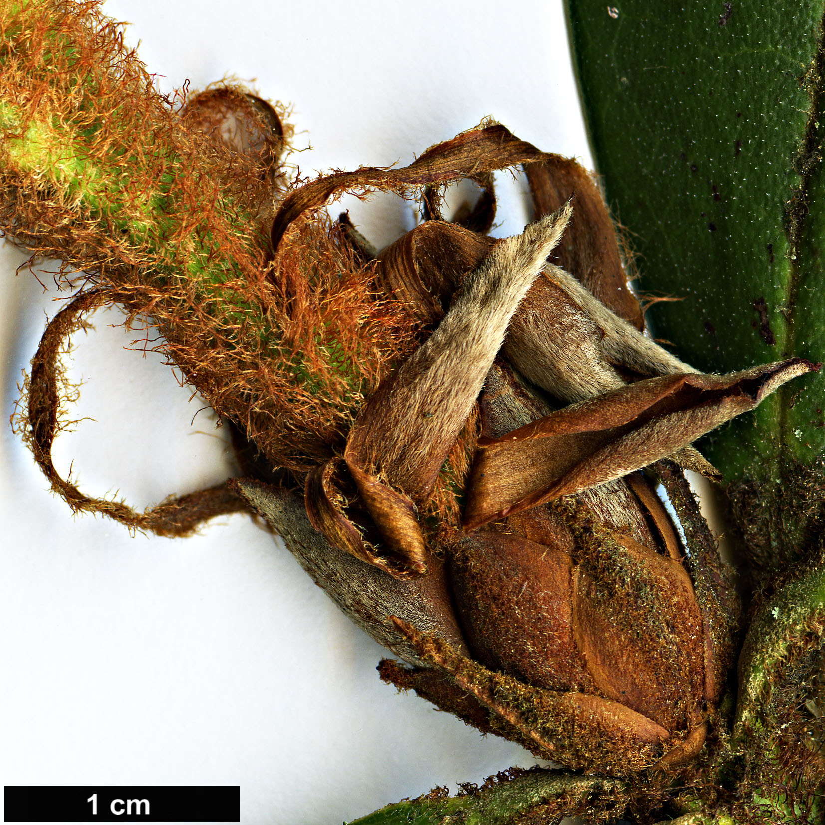 High resolution image: Family: Ericaceae - Genus: Rhododendron - Taxon: longesquamatum