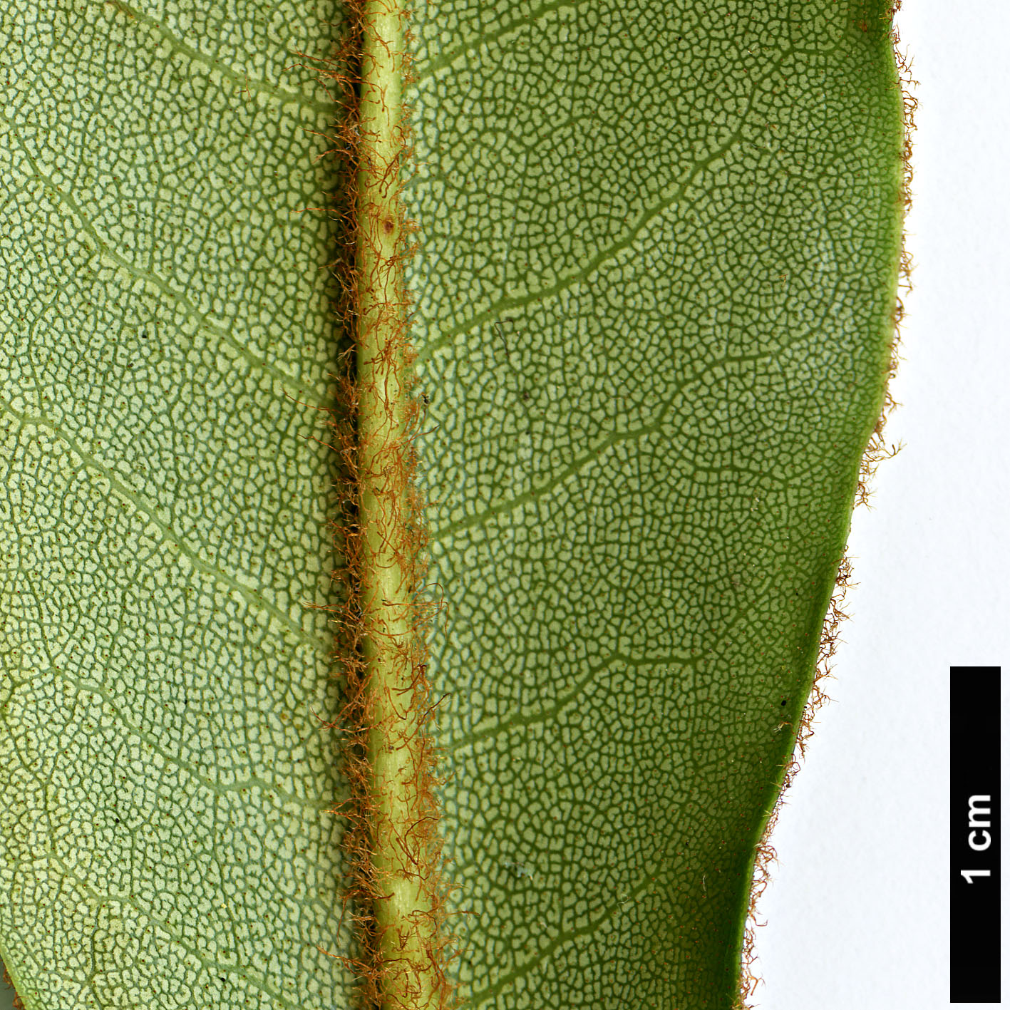 High resolution image: Family: Ericaceae - Genus: Rhododendron - Taxon: longesquamatum
