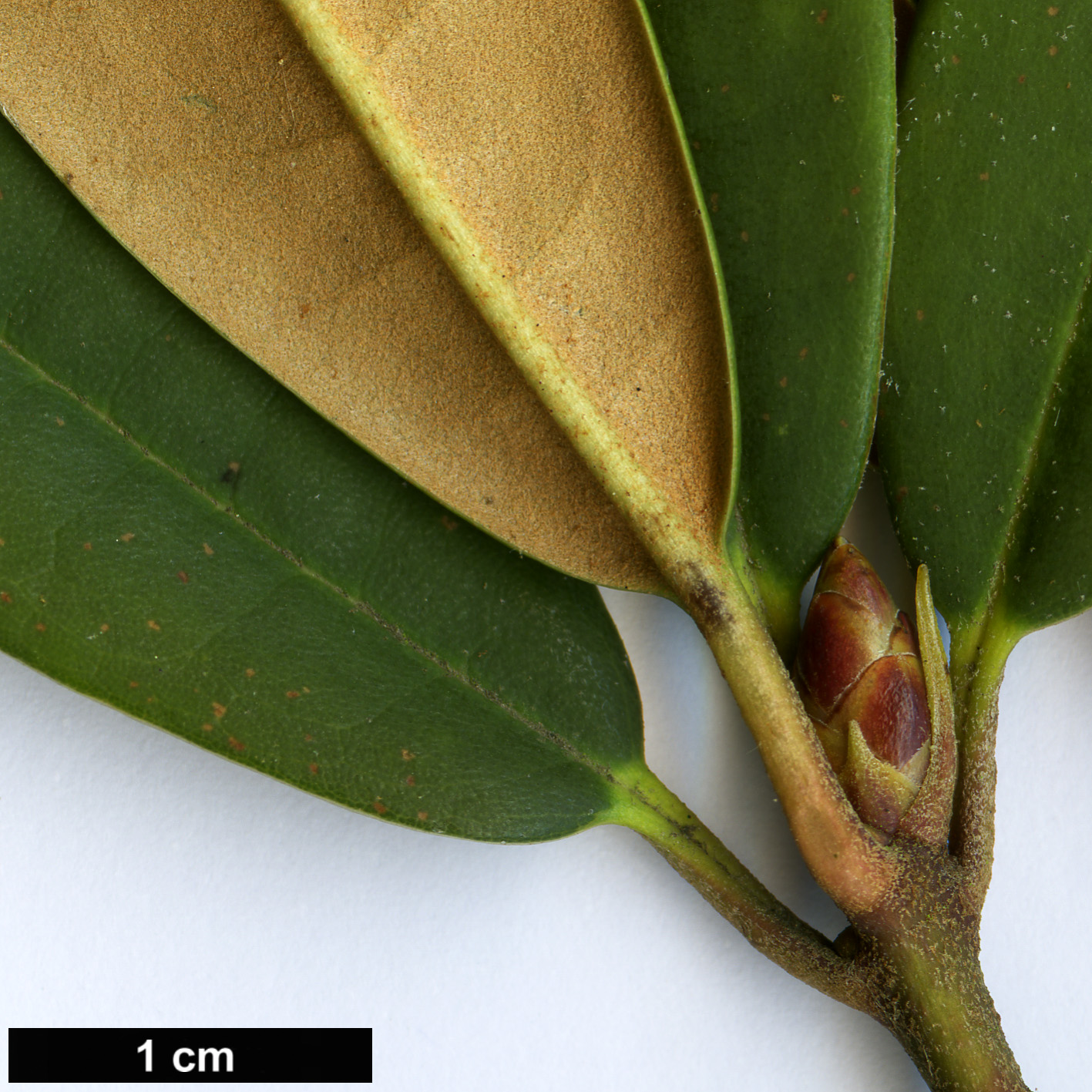 High resolution image: Family: Ericaceae - Genus: Rhododendron - Taxon: longipes