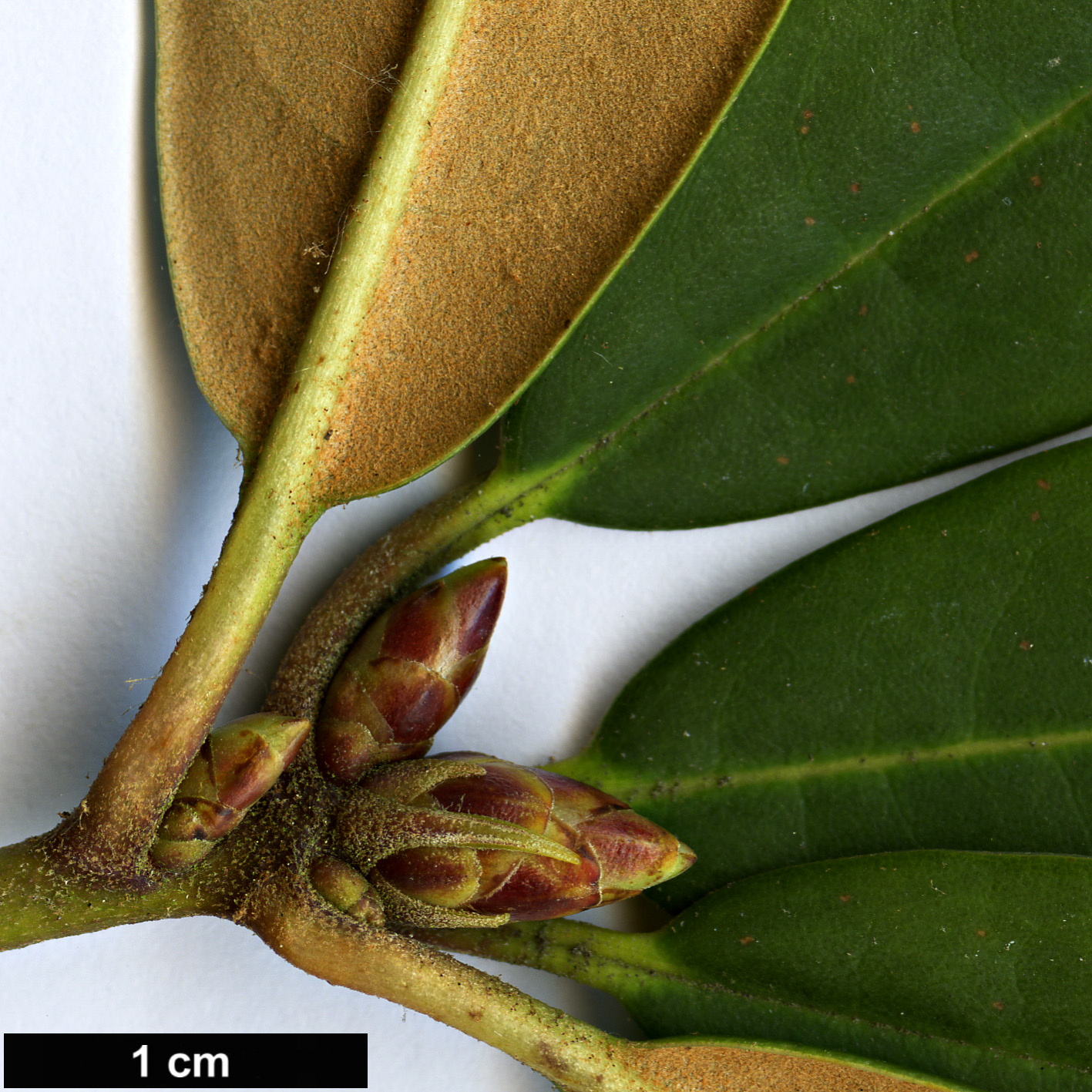 High resolution image: Family: Ericaceae - Genus: Rhododendron - Taxon: longipes