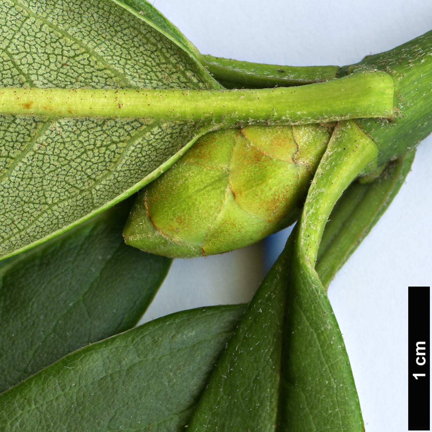 High resolution image: Family: Ericaceae - Genus: Rhododendron - Taxon: lukiangense