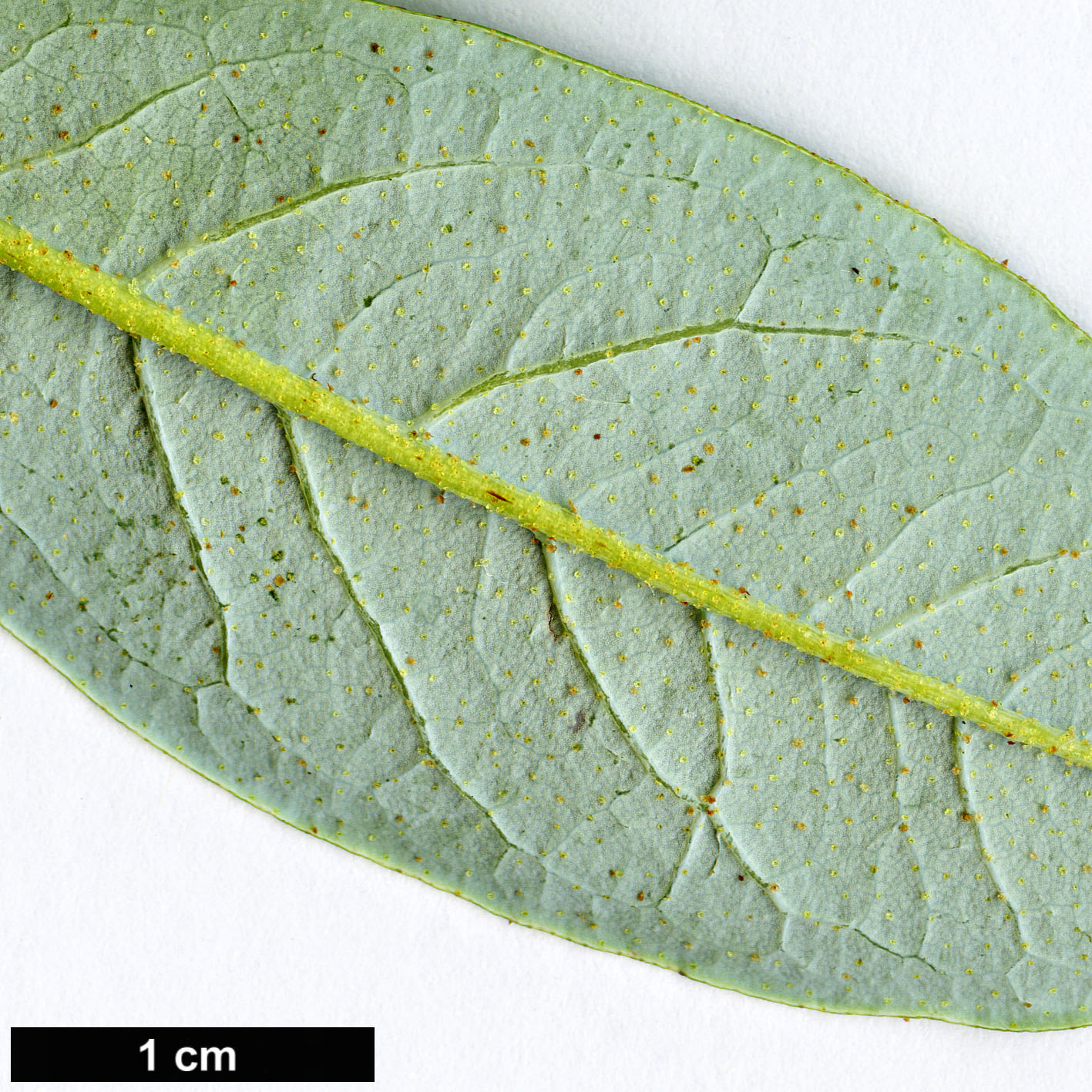 High resolution image: Family: Ericaceae - Genus: Rhododendron - Taxon: luteiflorum