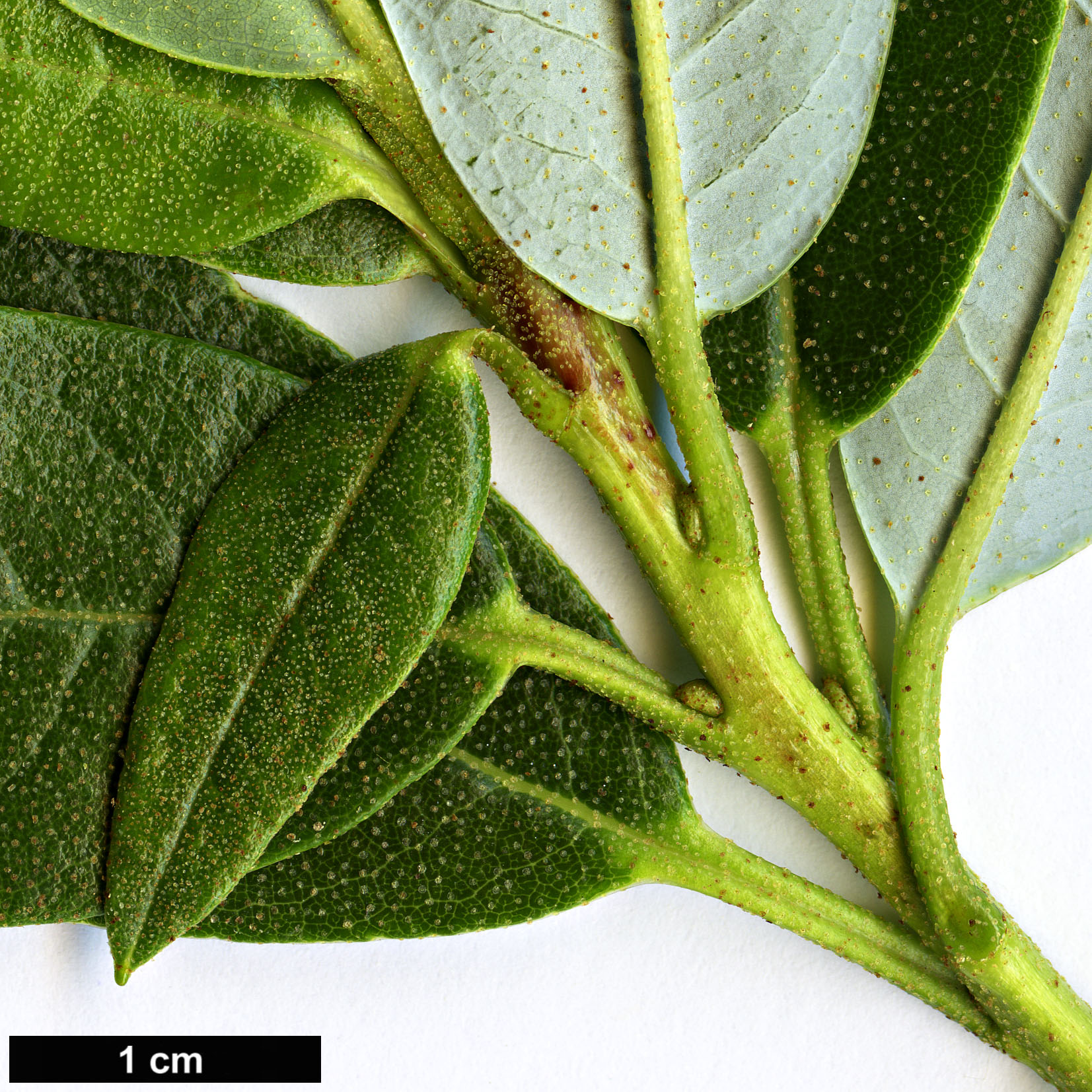 High resolution image: Family: Ericaceae - Genus: Rhododendron - Taxon: luteiflorum
