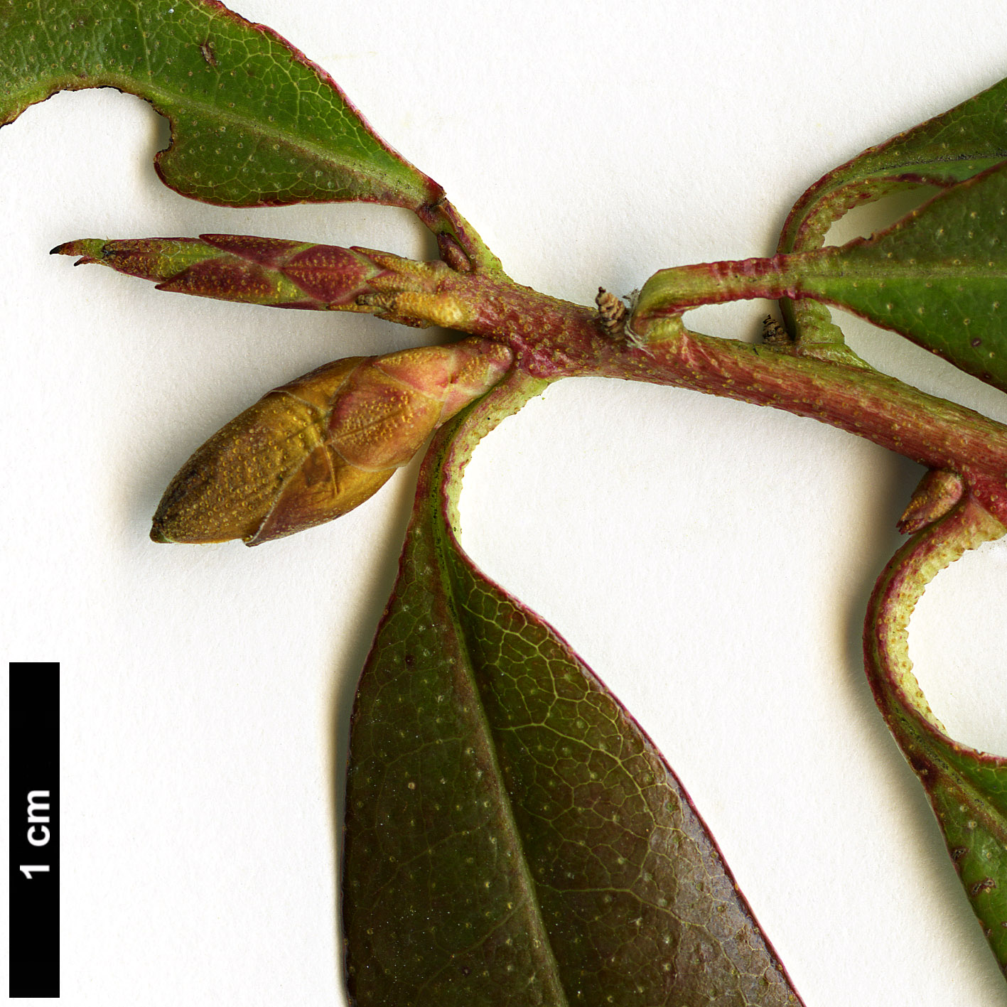 High resolution image: Family: Ericaceae - Genus: Rhododendron - Taxon: lutescens