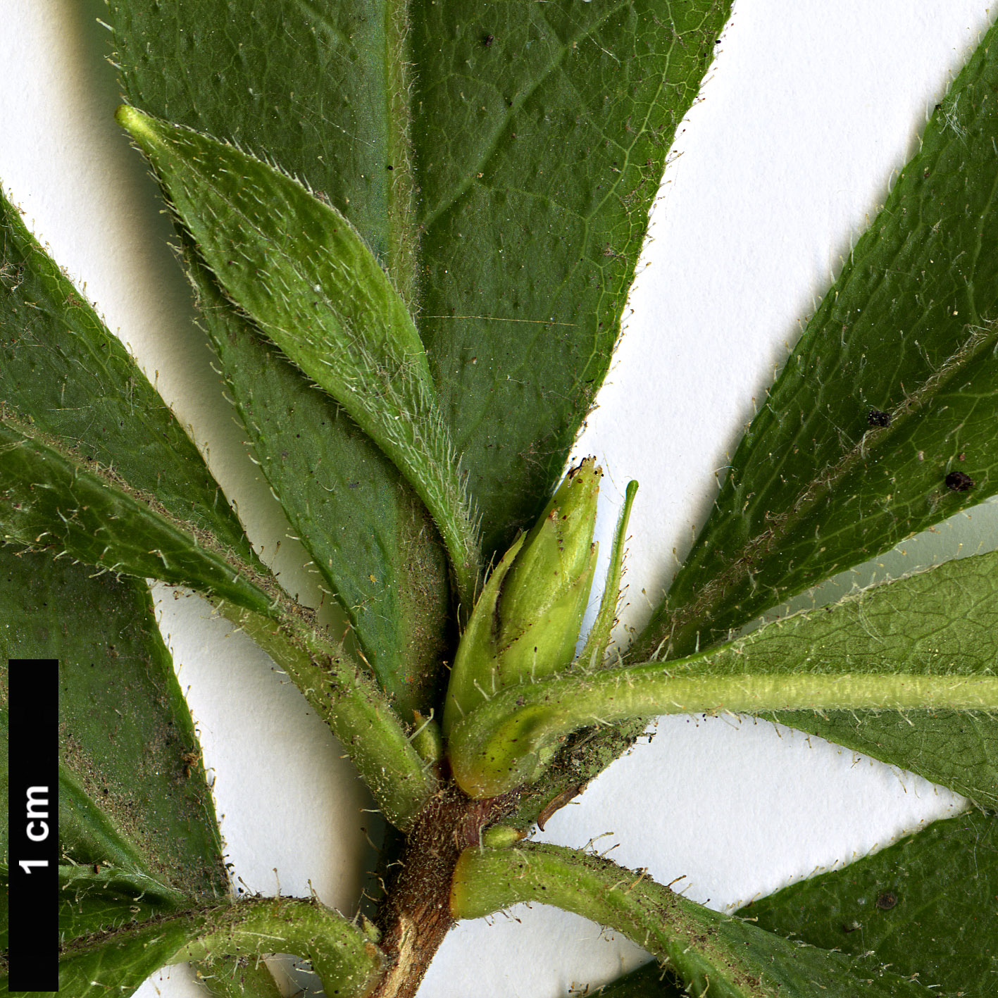 High resolution image: Family: Ericaceae - Genus: Rhododendron - Taxon: luteum