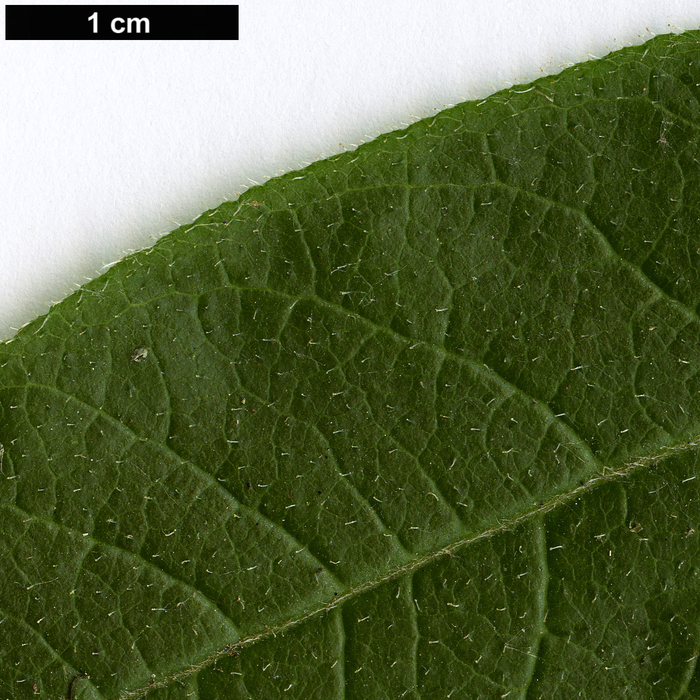 High resolution image: Family: Ericaceae - Genus: Rhododendron - Taxon: luteum