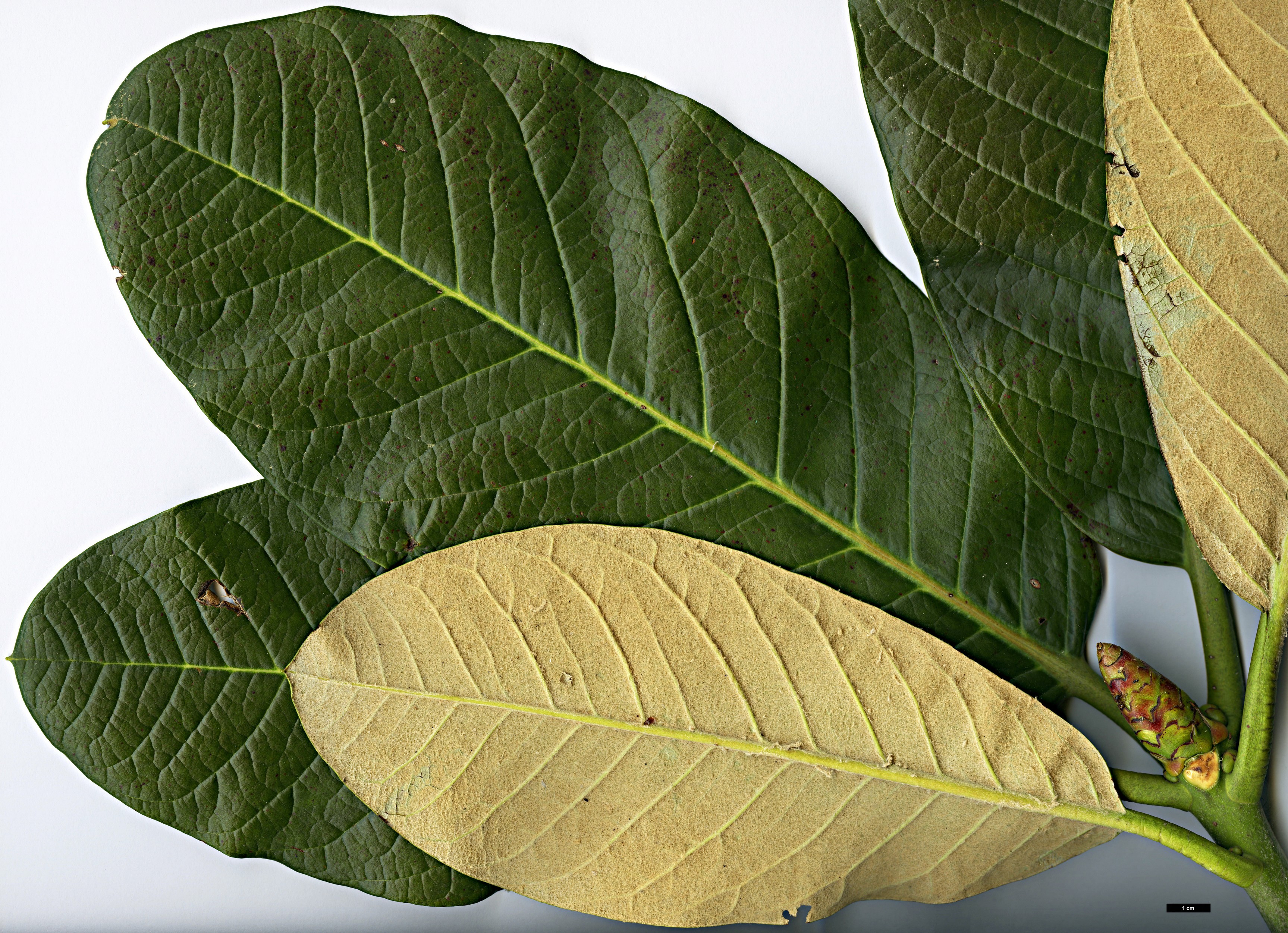 High resolution image: Family: Ericaceae - Genus: Rhododendron - Taxon: macabeanum