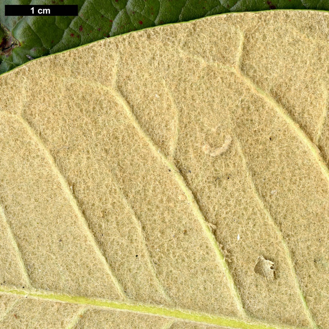 High resolution image: Family: Ericaceae - Genus: Rhododendron - Taxon: macabeanum