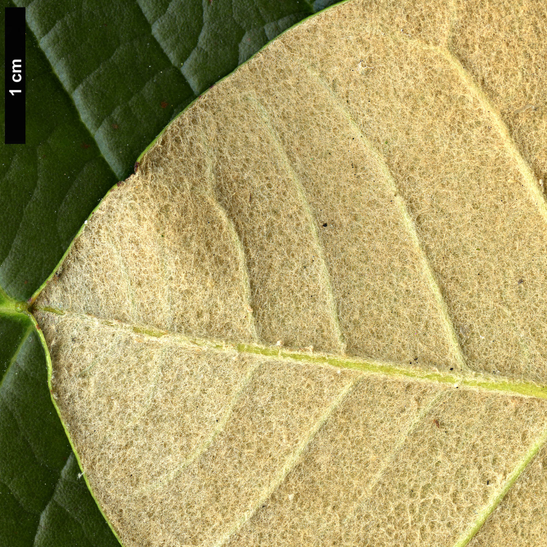 High resolution image: Family: Ericaceae - Genus: Rhododendron - Taxon: macabeanum