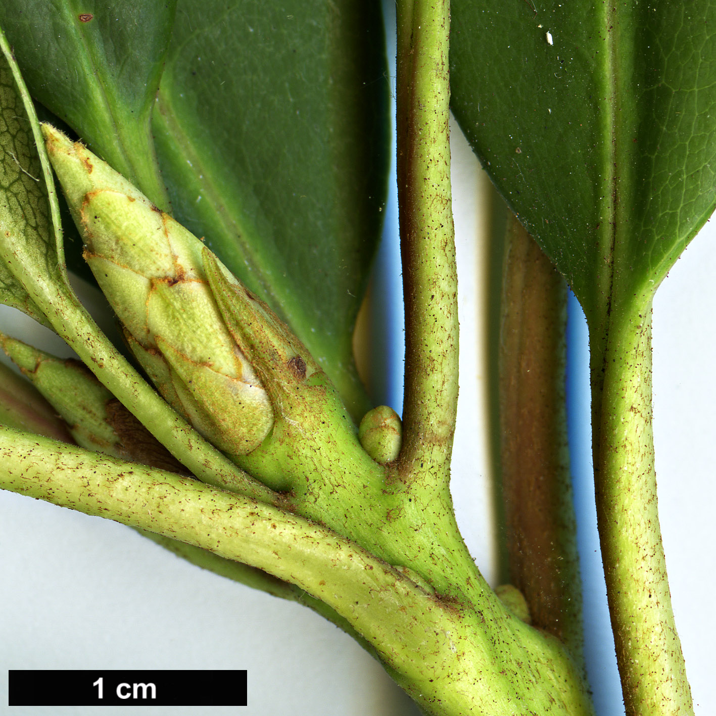 High resolution image: Family: Ericaceae - Genus: Rhododendron - Taxon: macrophyllum