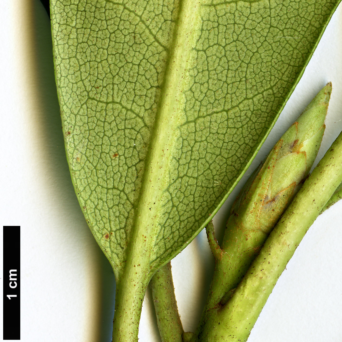 High resolution image: Family: Ericaceae - Genus: Rhododendron - Taxon: macrophyllum