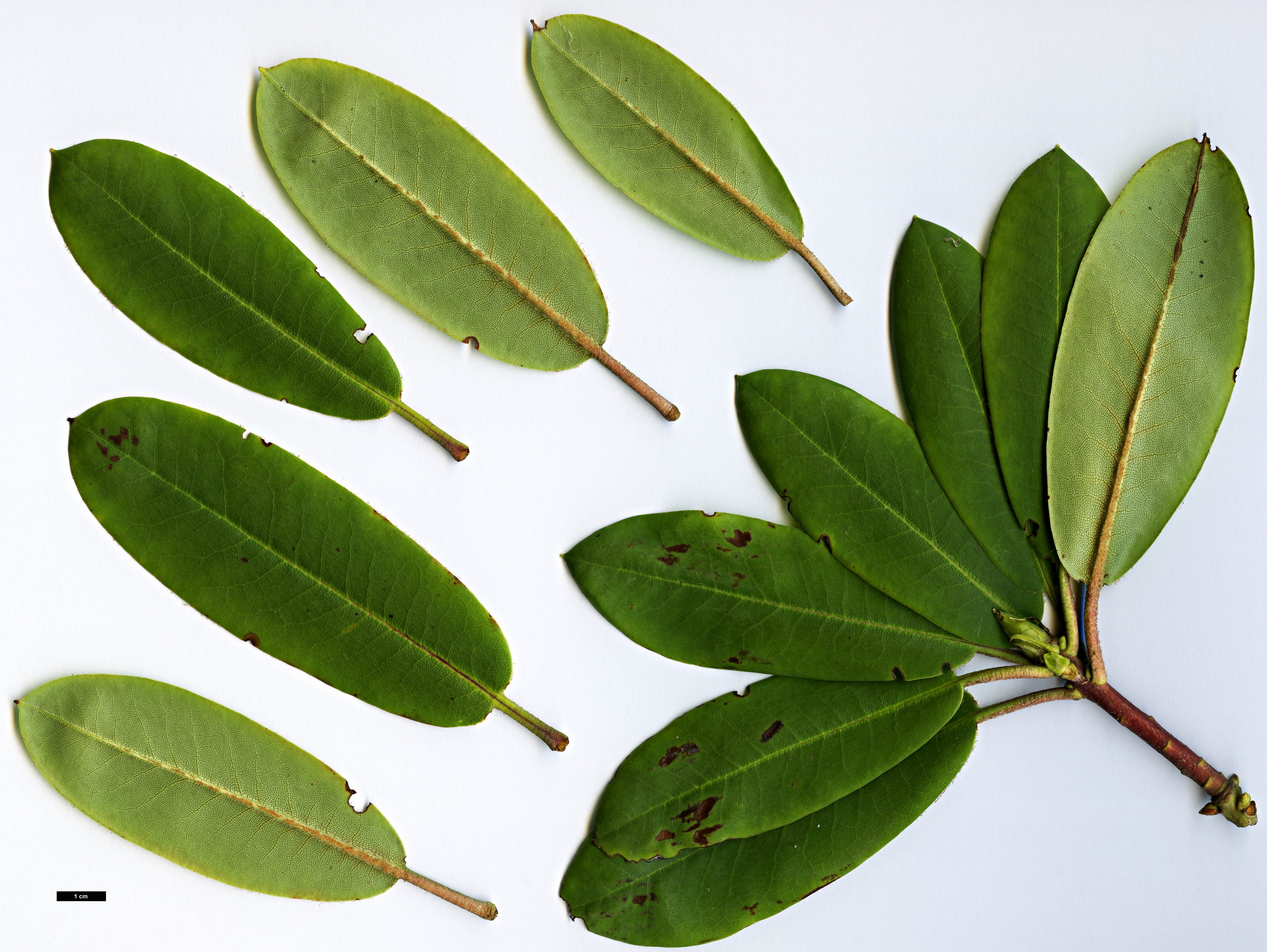 High resolution image: Family: Ericaceae - Genus: Rhododendron - Taxon: maculiferum