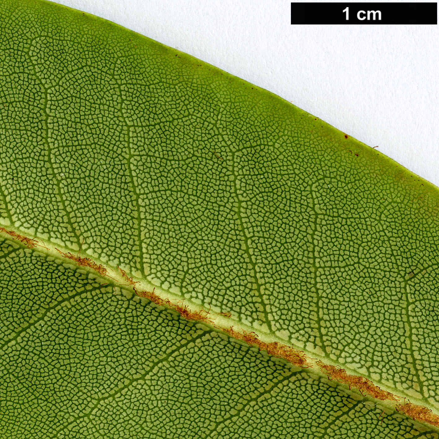 High resolution image: Family: Ericaceae - Genus: Rhododendron - Taxon: maculiferum