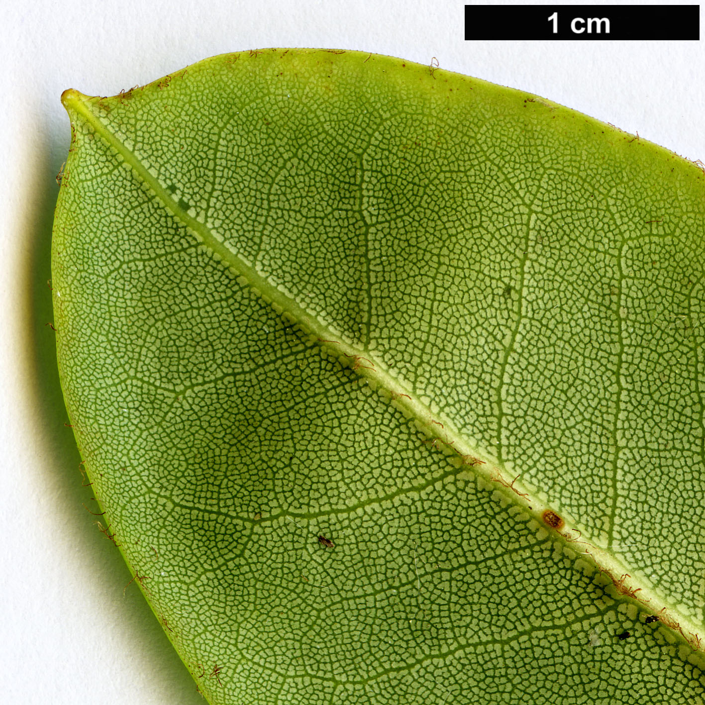 High resolution image: Family: Ericaceae - Genus: Rhododendron - Taxon: maculiferum