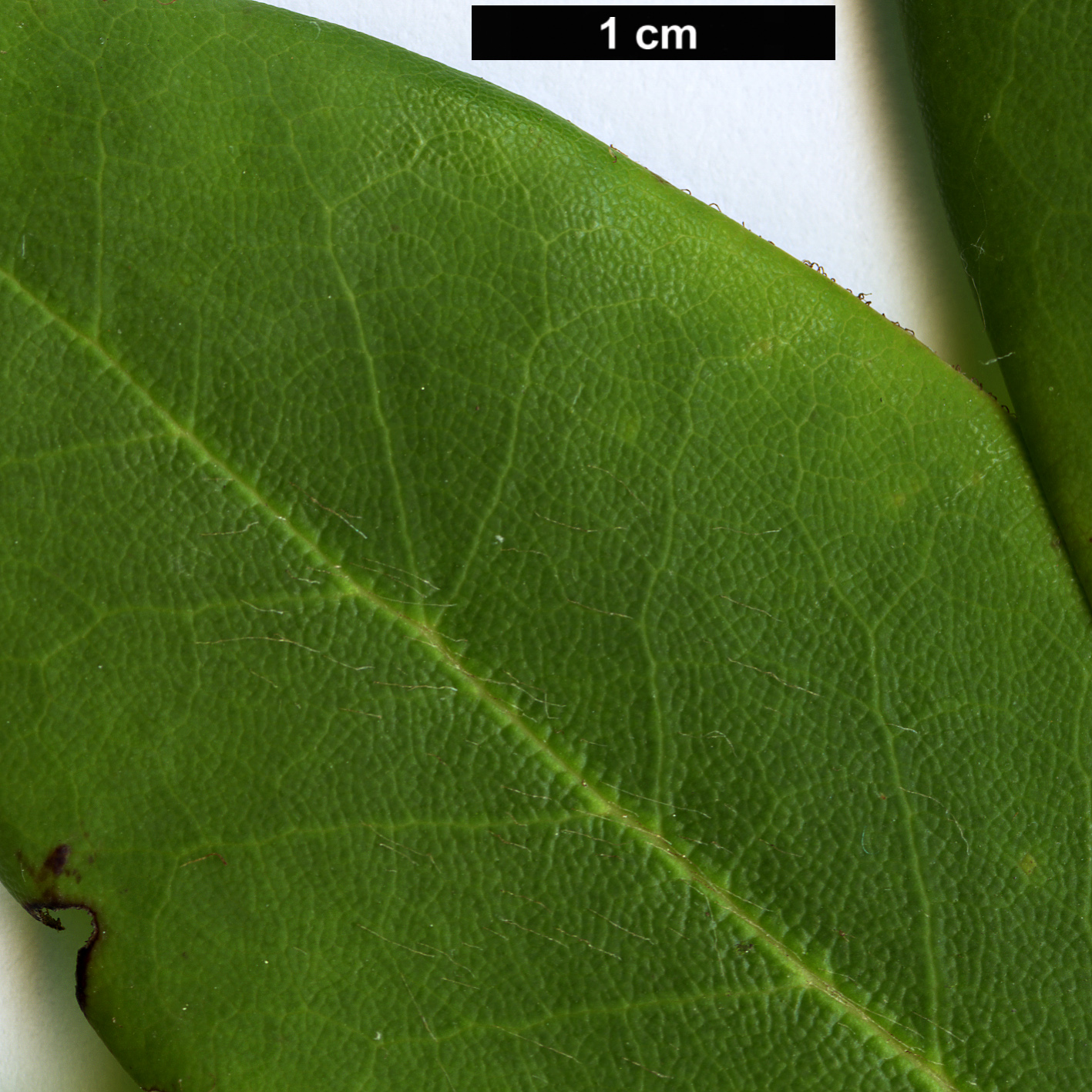 High resolution image: Family: Ericaceae - Genus: Rhododendron - Taxon: maculiferum