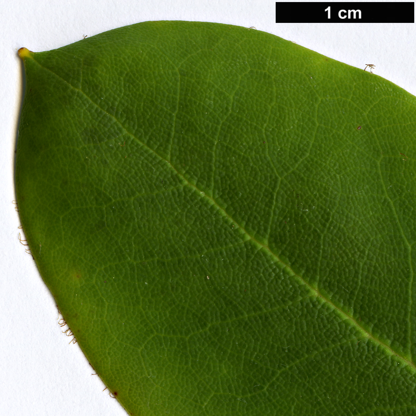 High resolution image: Family: Ericaceae - Genus: Rhododendron - Taxon: maculiferum