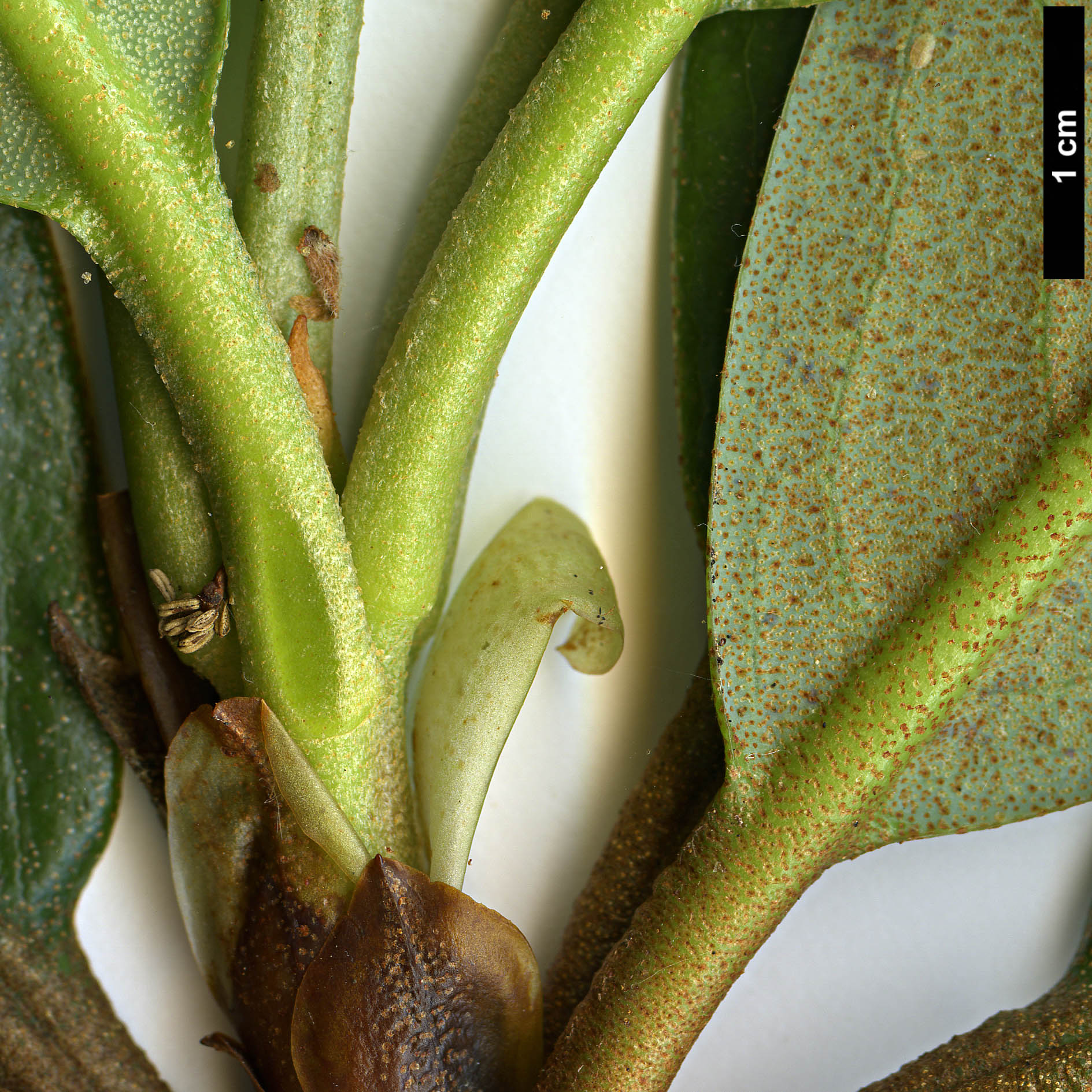 High resolution image: Family: Ericaceae - Genus: Rhododendron - Taxon: maddenii