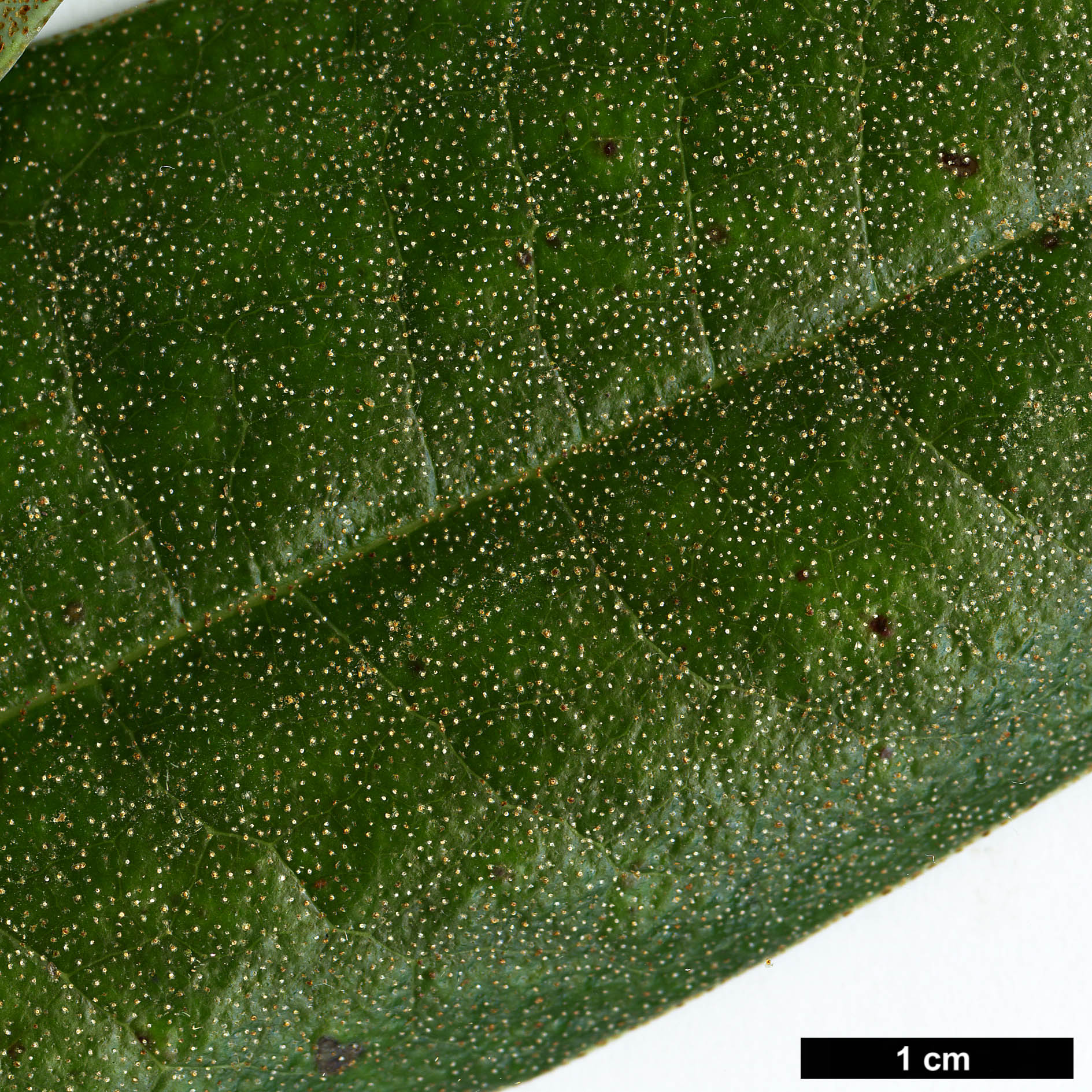 High resolution image: Family: Ericaceae - Genus: Rhododendron - Taxon: maddenii