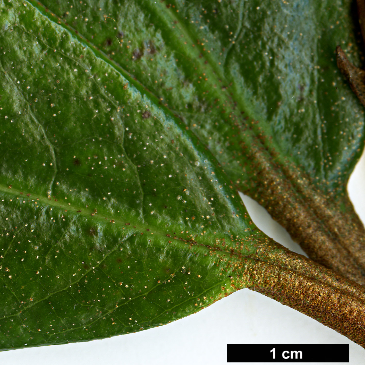 High resolution image: Family: Ericaceae - Genus: Rhododendron - Taxon: maddenii