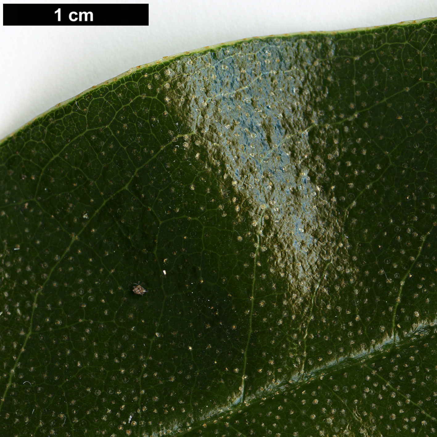 High resolution image: Family: Ericaceae - Genus: Rhododendron - Taxon: maddenii