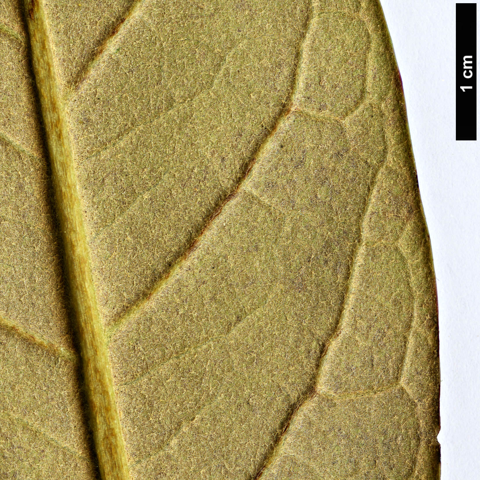 High resolution image: Family: Ericaceae - Genus: Rhododendron - Taxon: magnificum