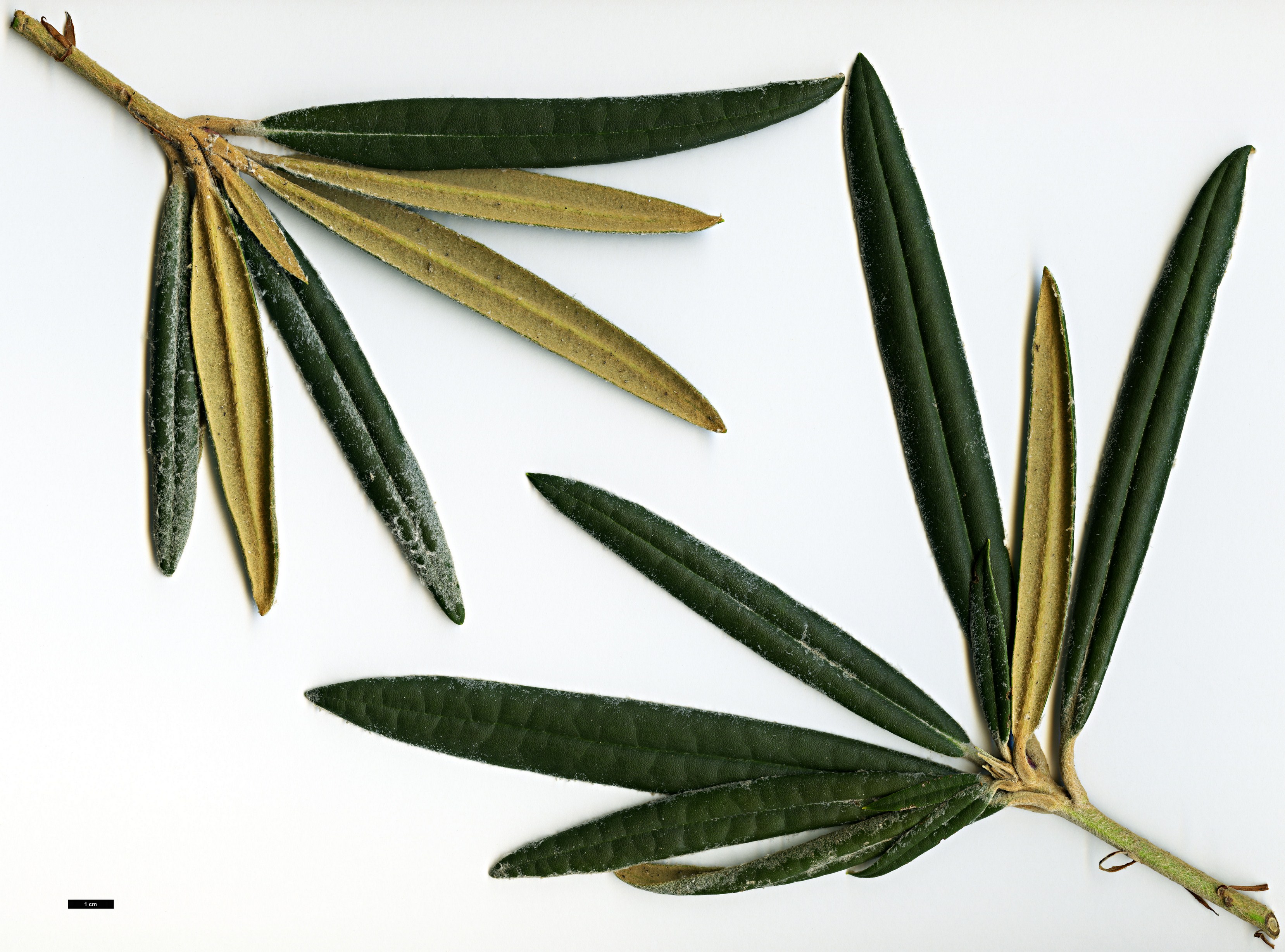 High resolution image: Family: Ericaceae - Genus: Rhododendron - Taxon: makinoi