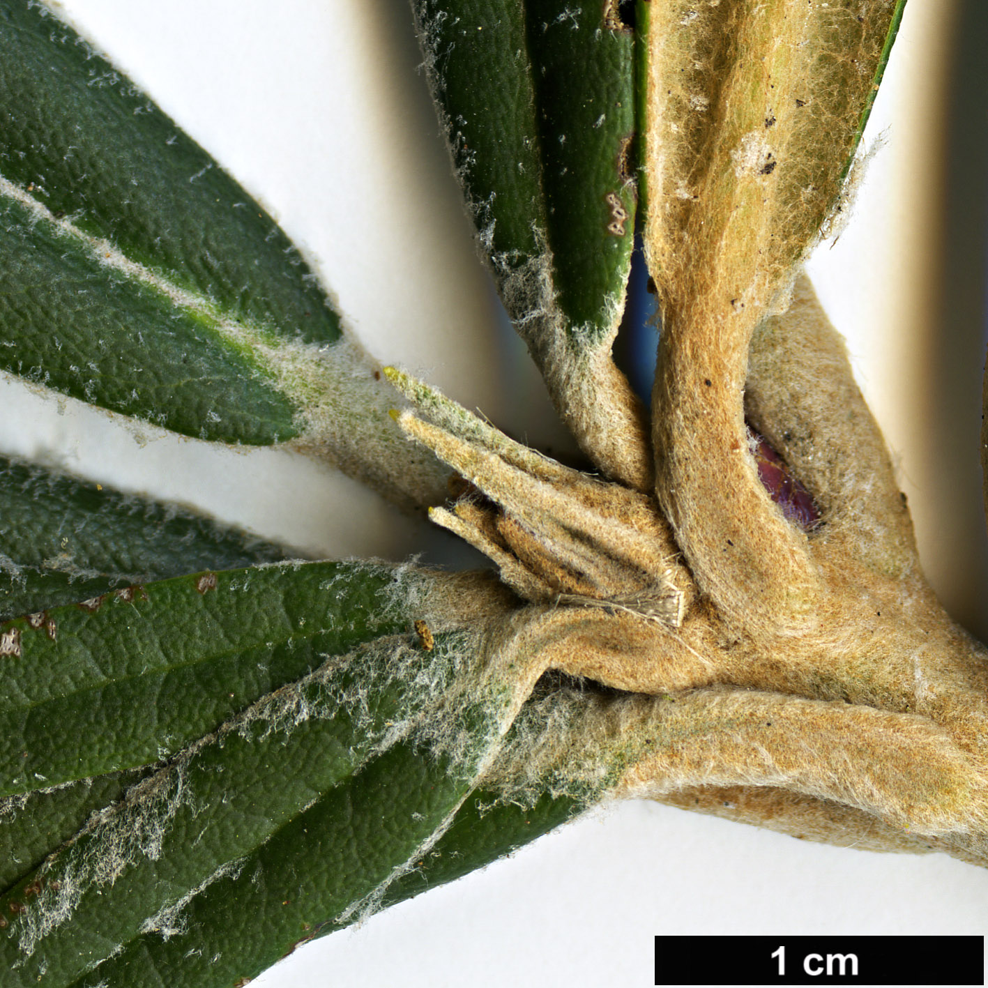 High resolution image: Family: Ericaceae - Genus: Rhododendron - Taxon: makinoi