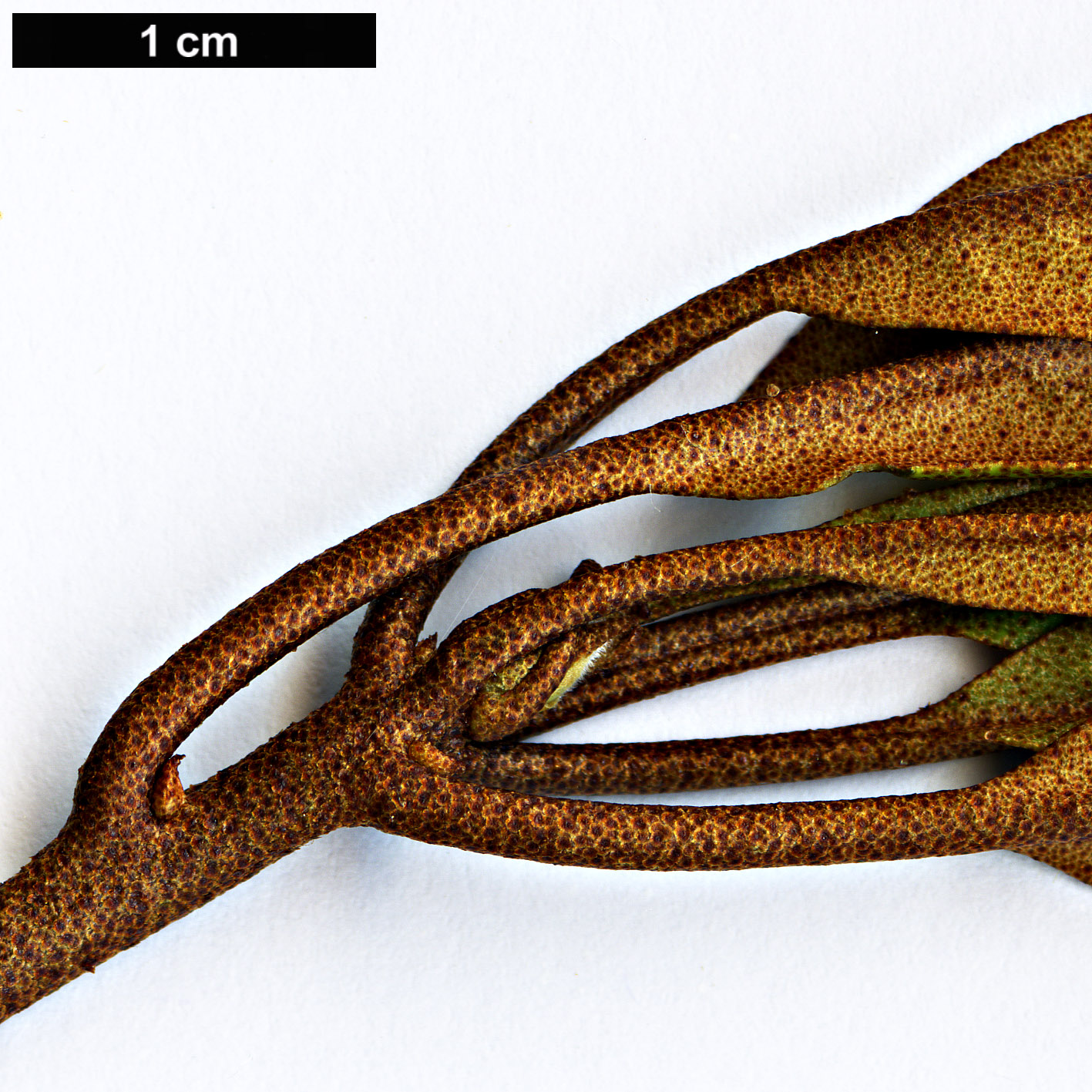 High resolution image: Family: Ericaceae - Genus: Rhododendron - Taxon: malayanum