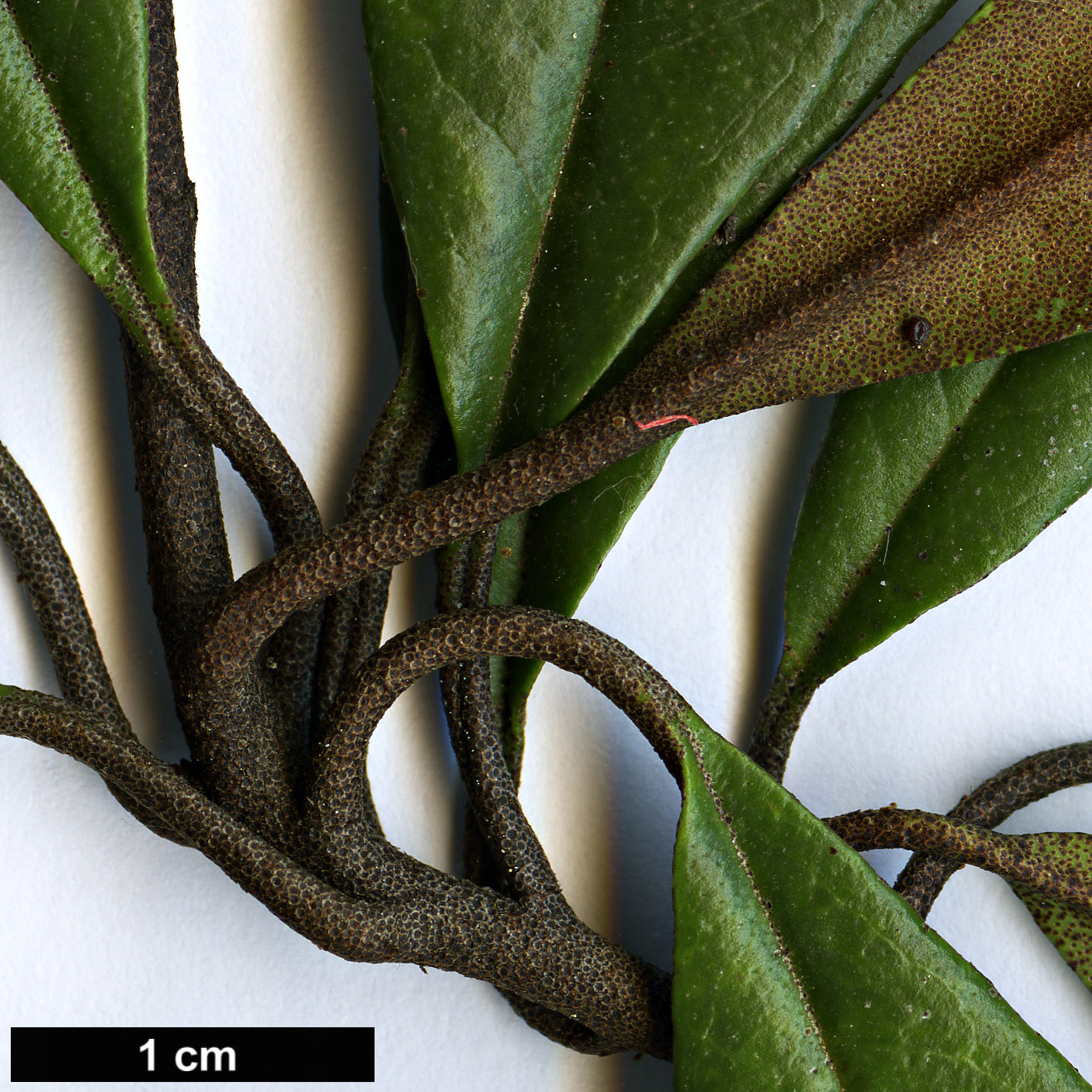 High resolution image: Family: Ericaceae - Genus: Rhododendron - Taxon: malayanum