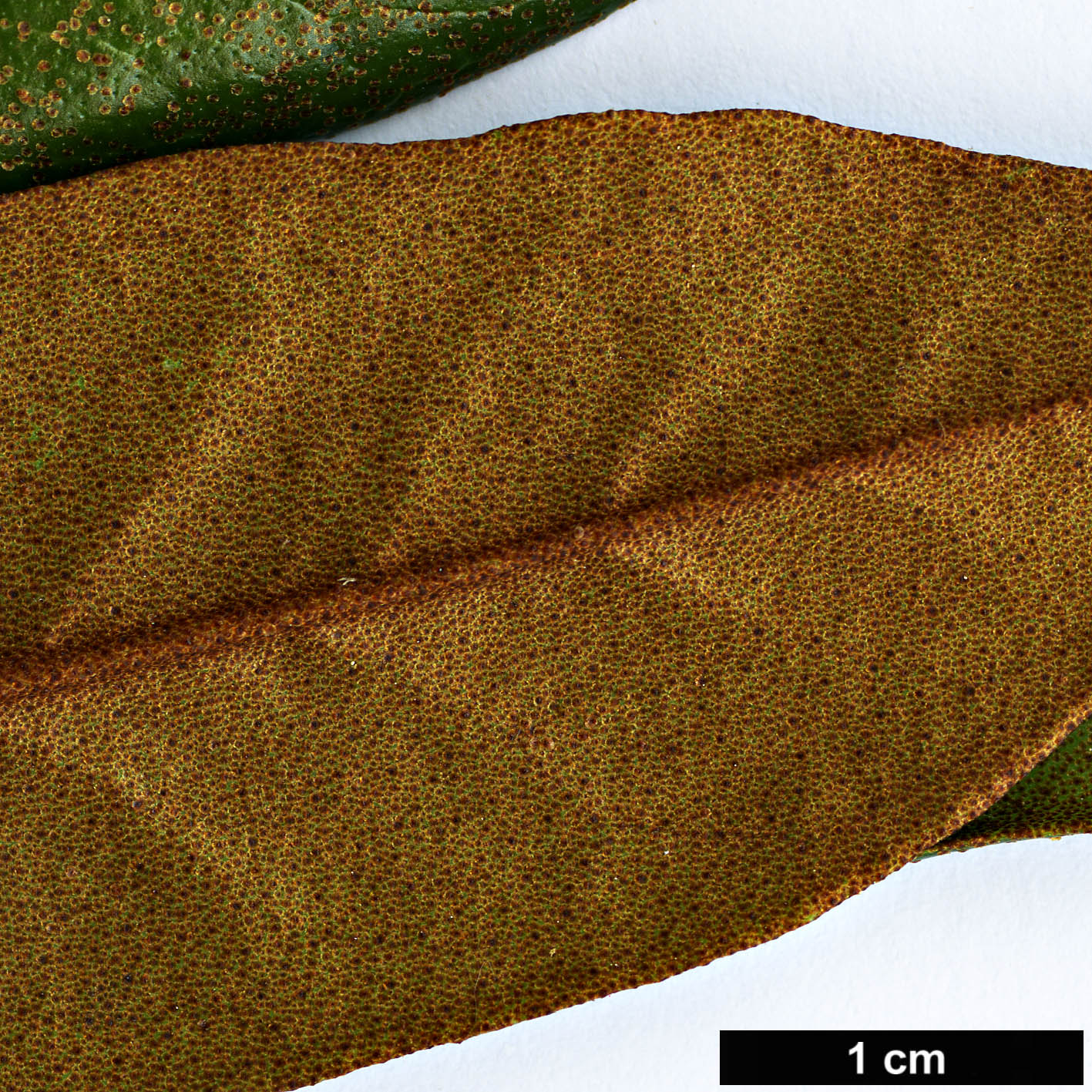 High resolution image: Family: Ericaceae - Genus: Rhododendron - Taxon: malayanum