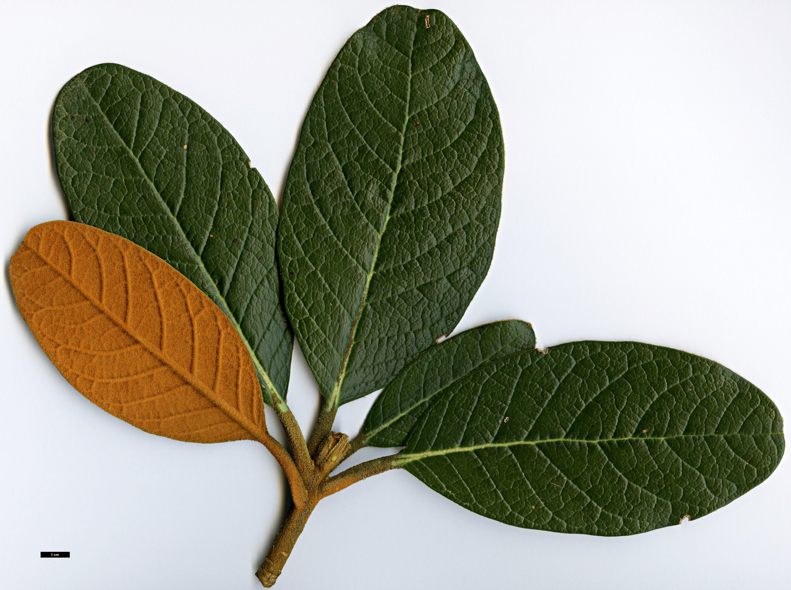 High resolution image: Family: Ericaceae - Genus: Rhododendron - Taxon: mallotum