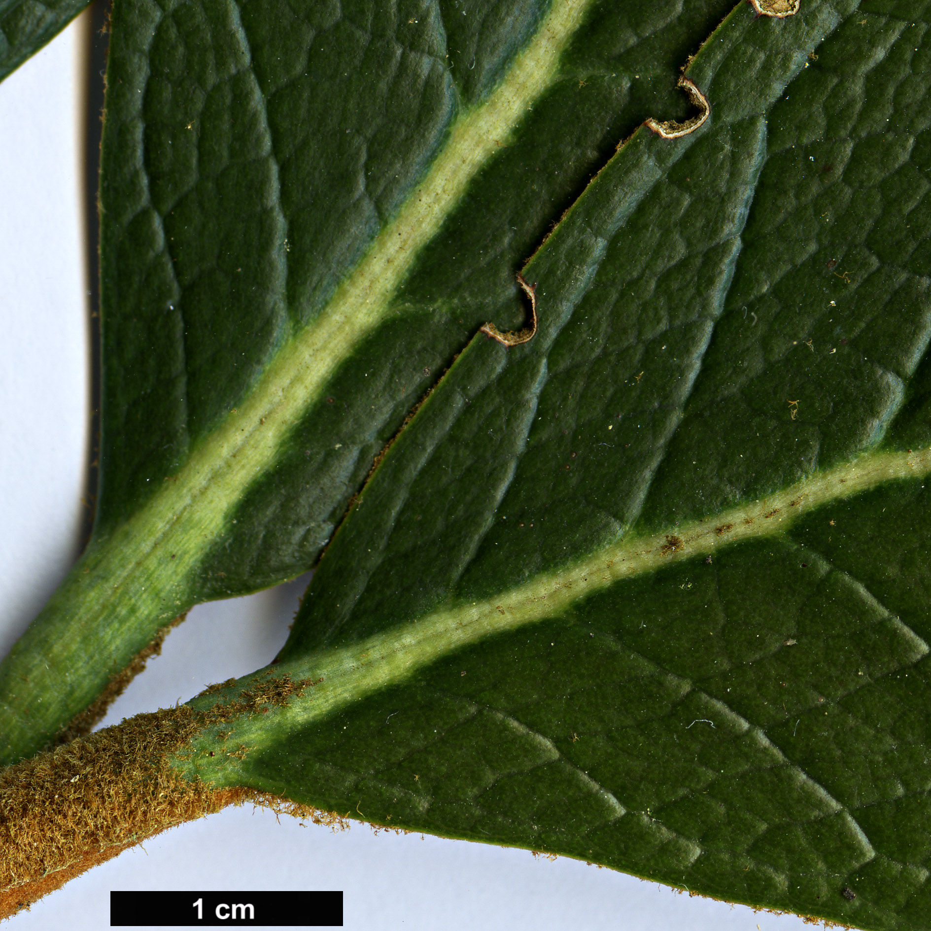 High resolution image: Family: Ericaceae - Genus: Rhododendron - Taxon: mallotum