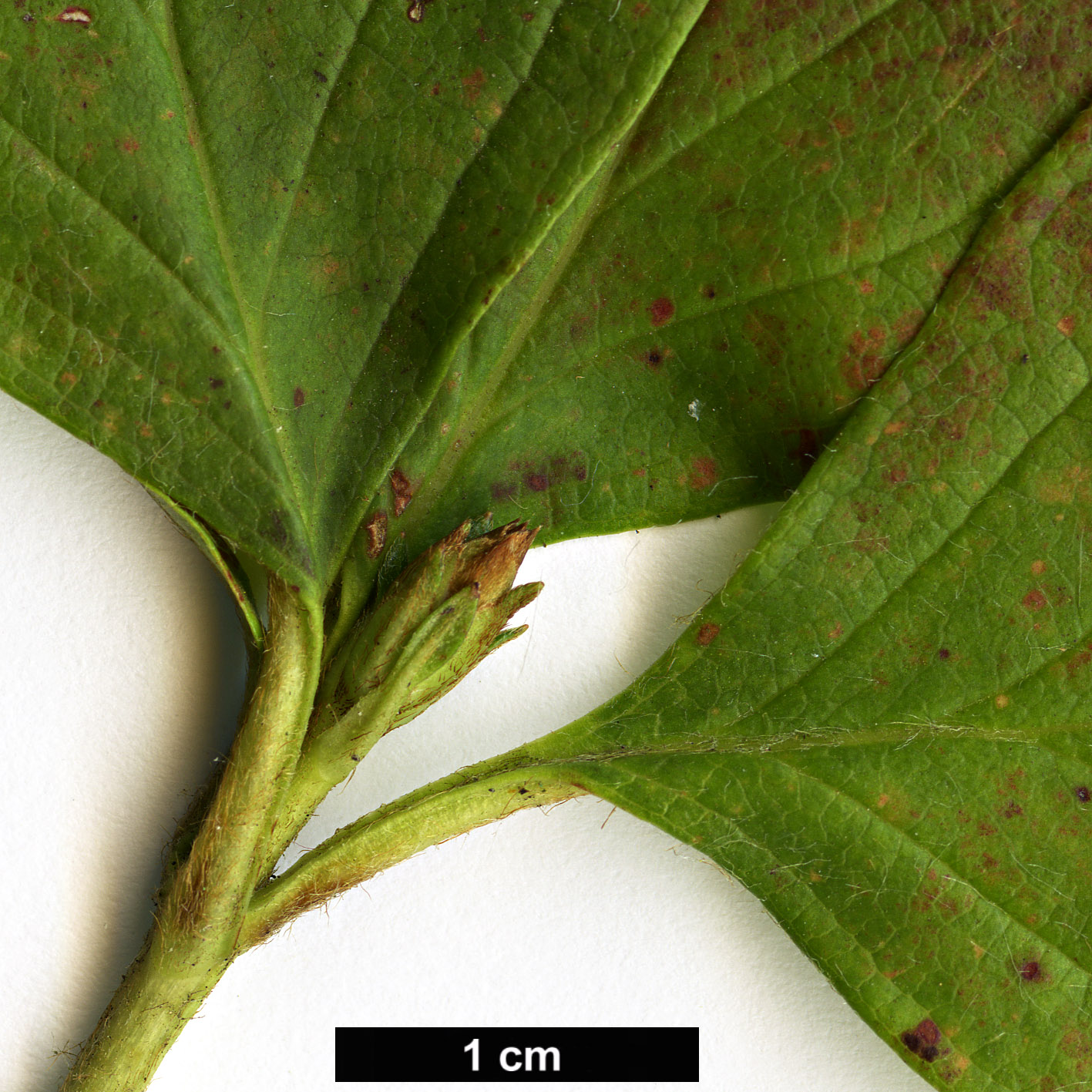 High resolution image: Family: Ericaceae - Genus: Rhododendron - Taxon: mariesii