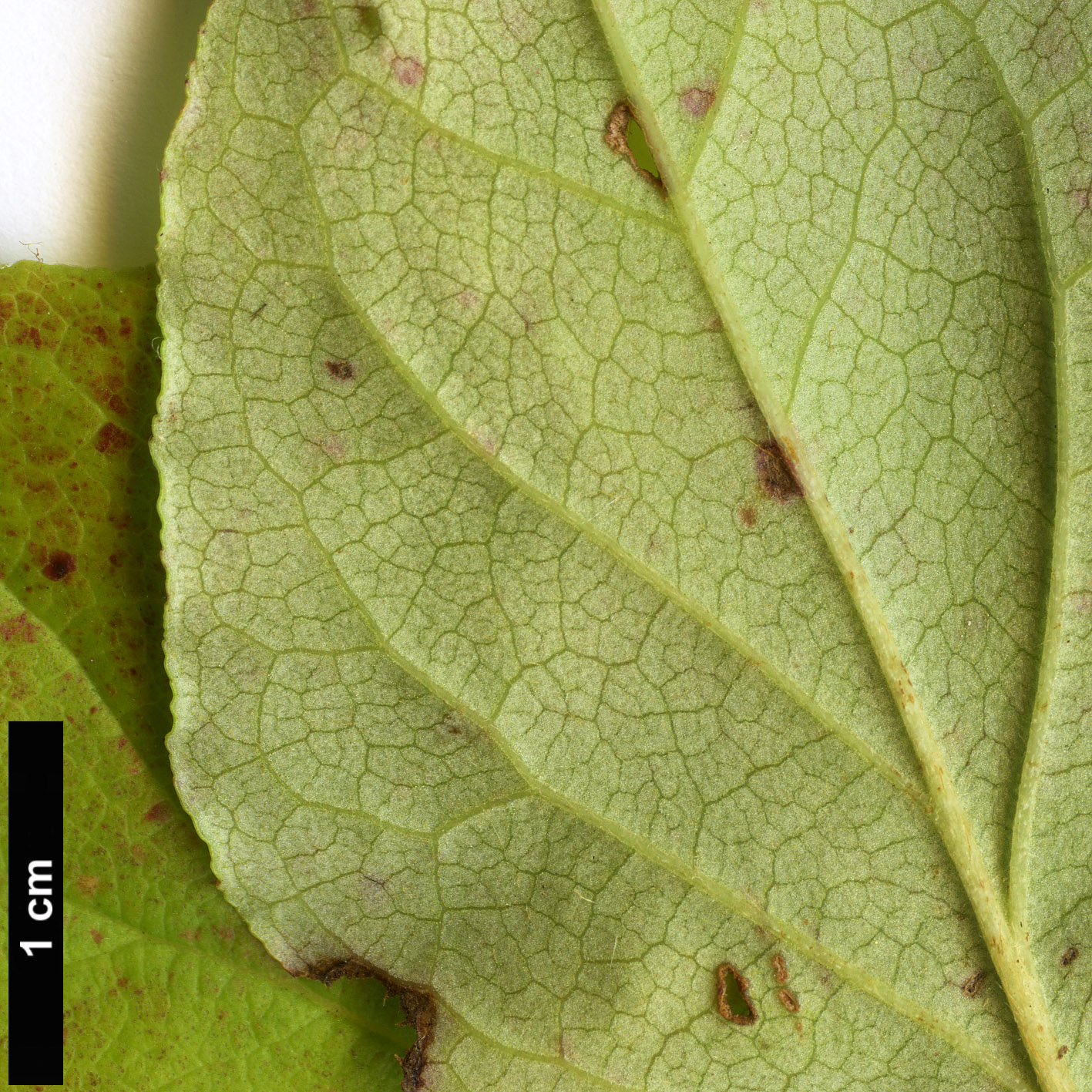 High resolution image: Family: Ericaceae - Genus: Rhododendron - Taxon: mariesii