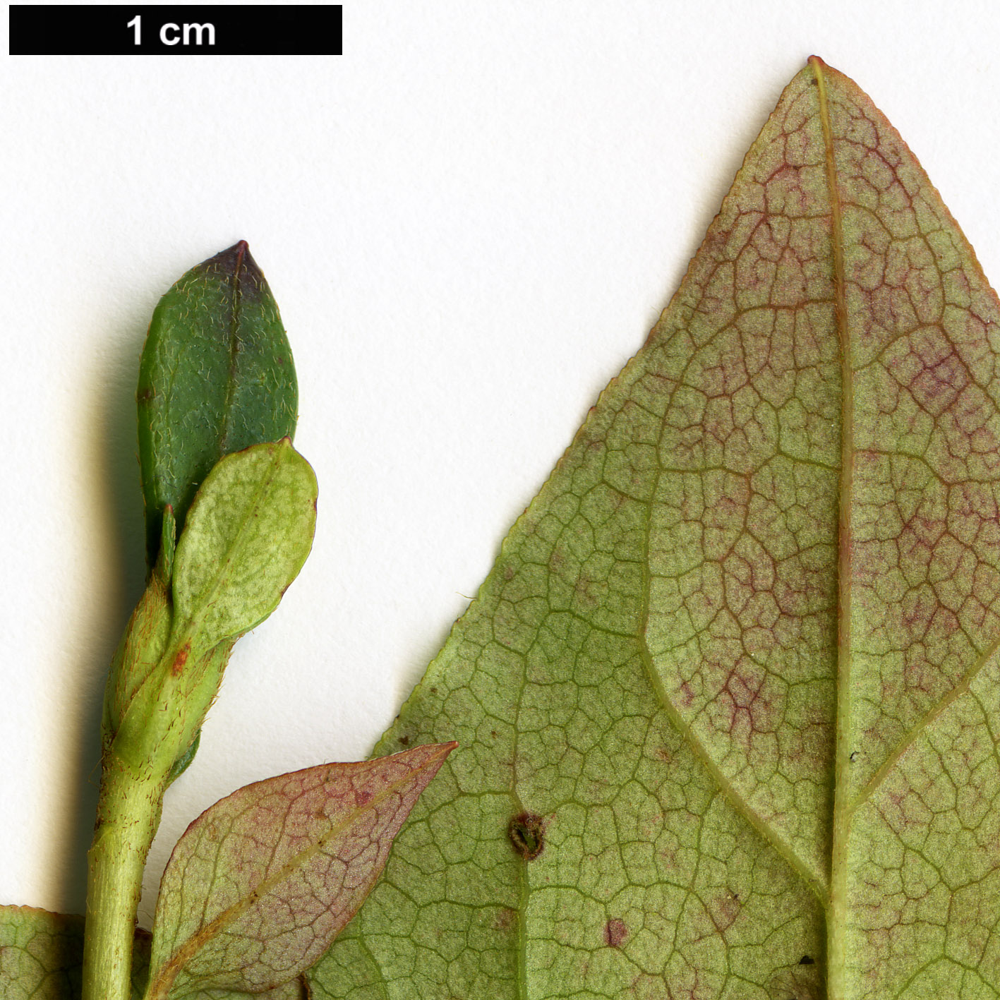 High resolution image: Family: Ericaceae - Genus: Rhododendron - Taxon: mariesii