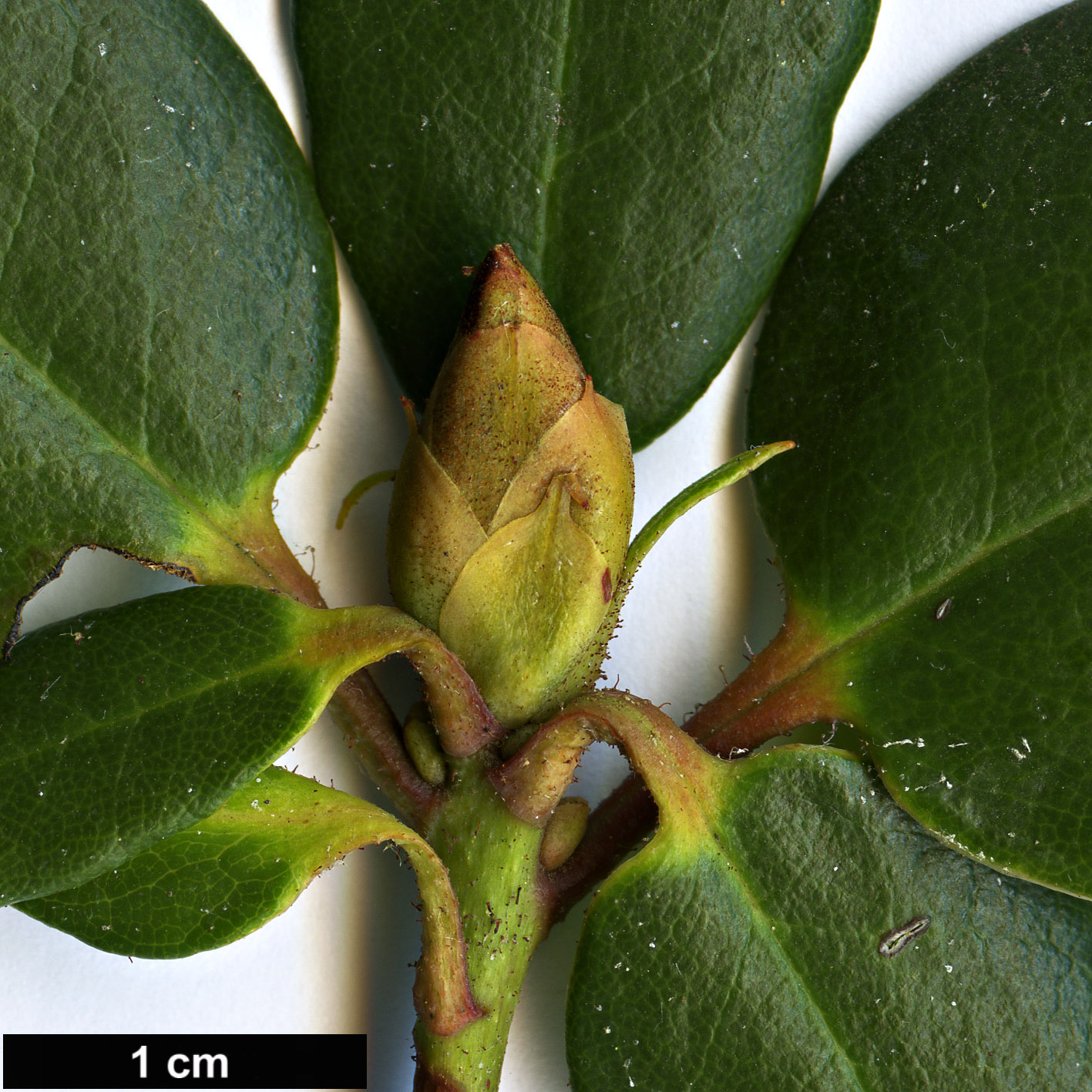 High resolution image: Family: Ericaceae - Genus: Rhododendron - Taxon: martinianum