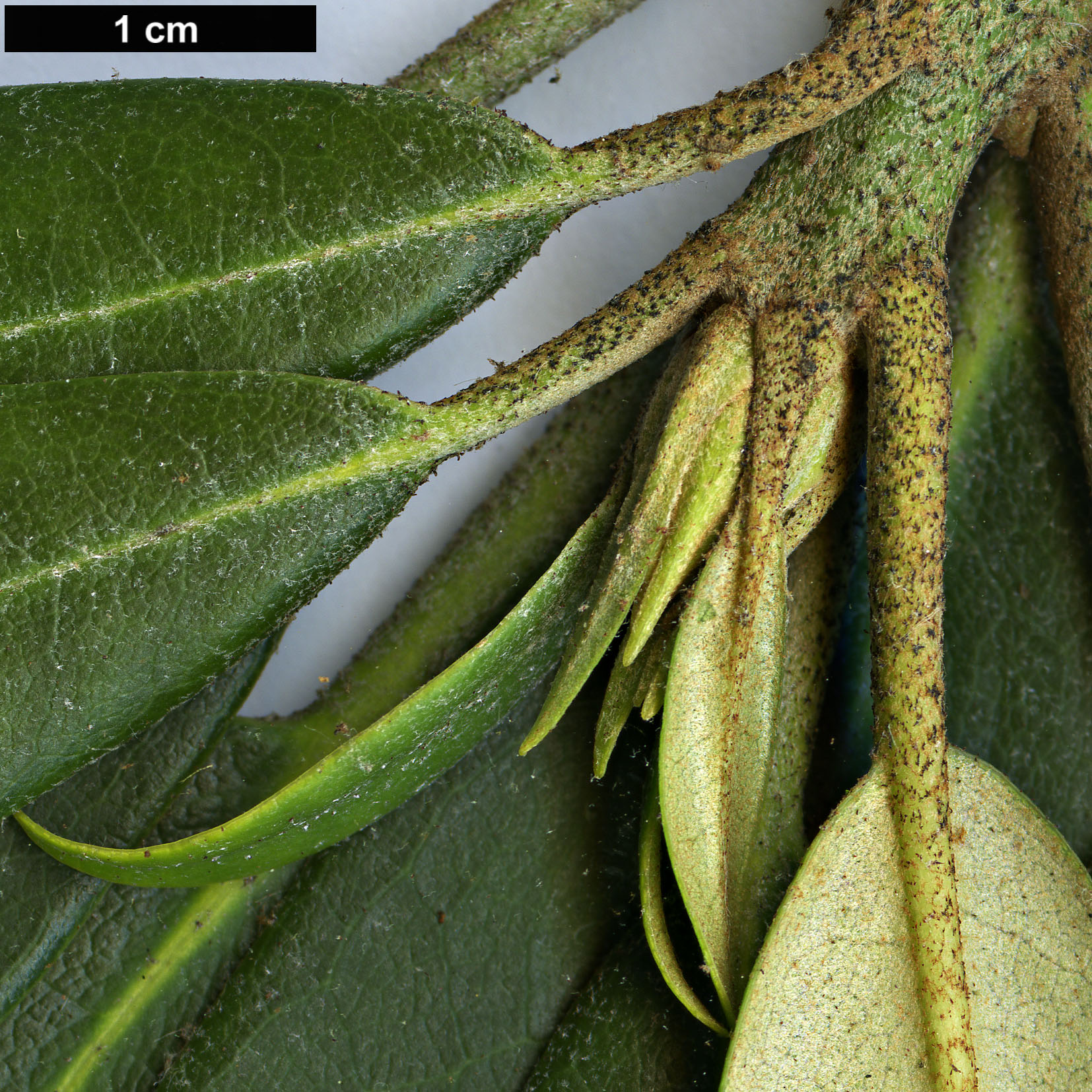 High resolution image: Family: Ericaceae - Genus: Rhododendron - Taxon: maximum