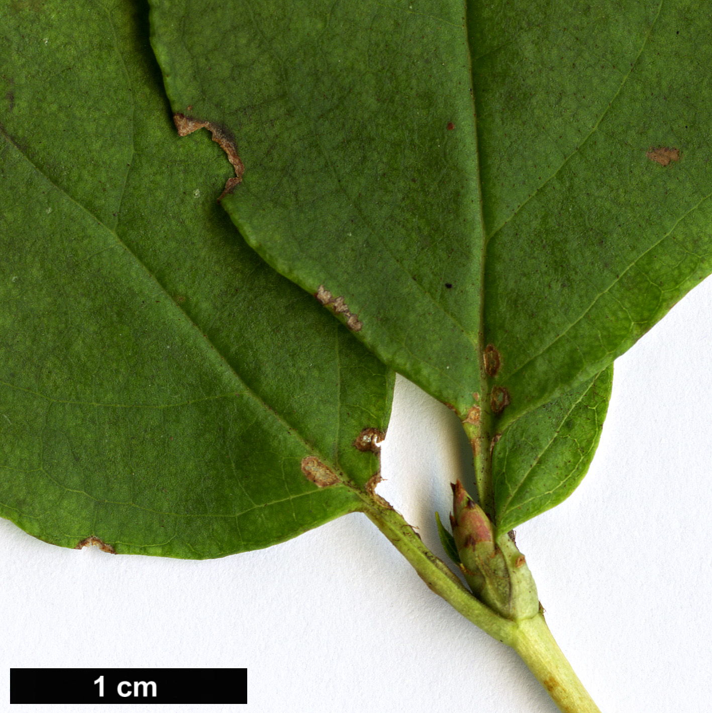 High resolution image: Family: Ericaceae - Genus: Rhododendron - Taxon: mayebarae