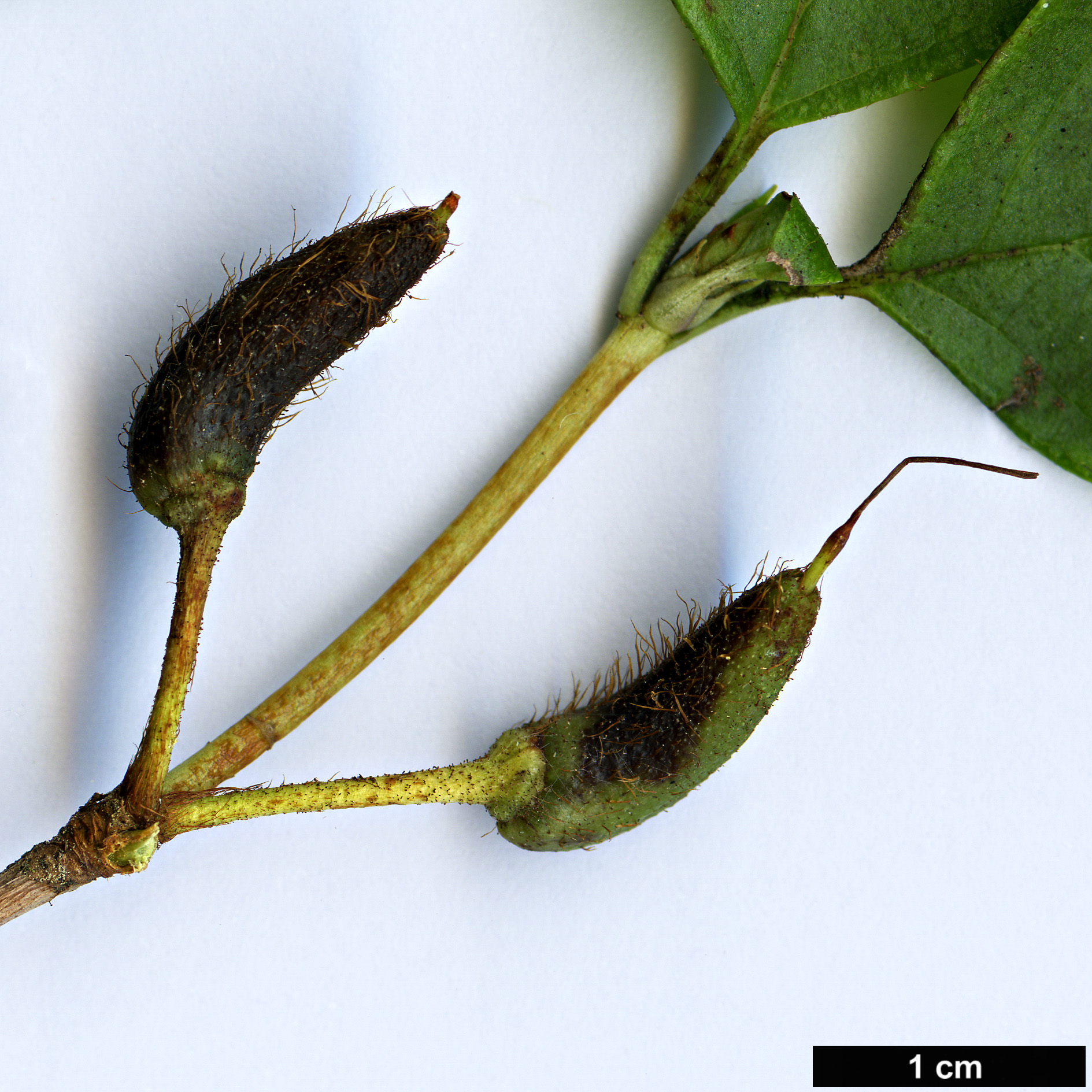 High resolution image: Family: Ericaceae - Genus: Rhododendron - Taxon: mayebarae