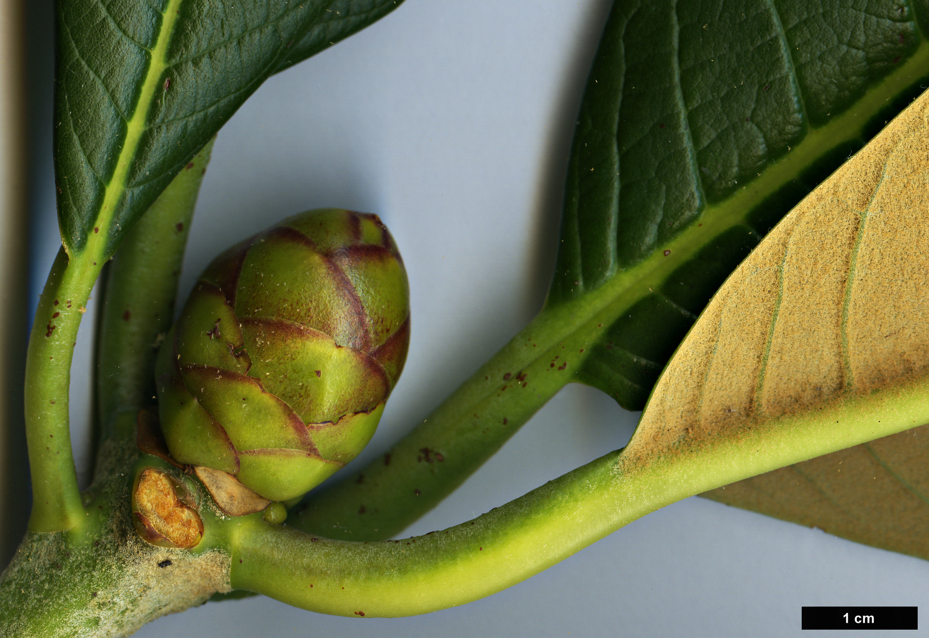 High resolution image: Family: Ericaceae - Genus: Rhododendron - Taxon: mechukae