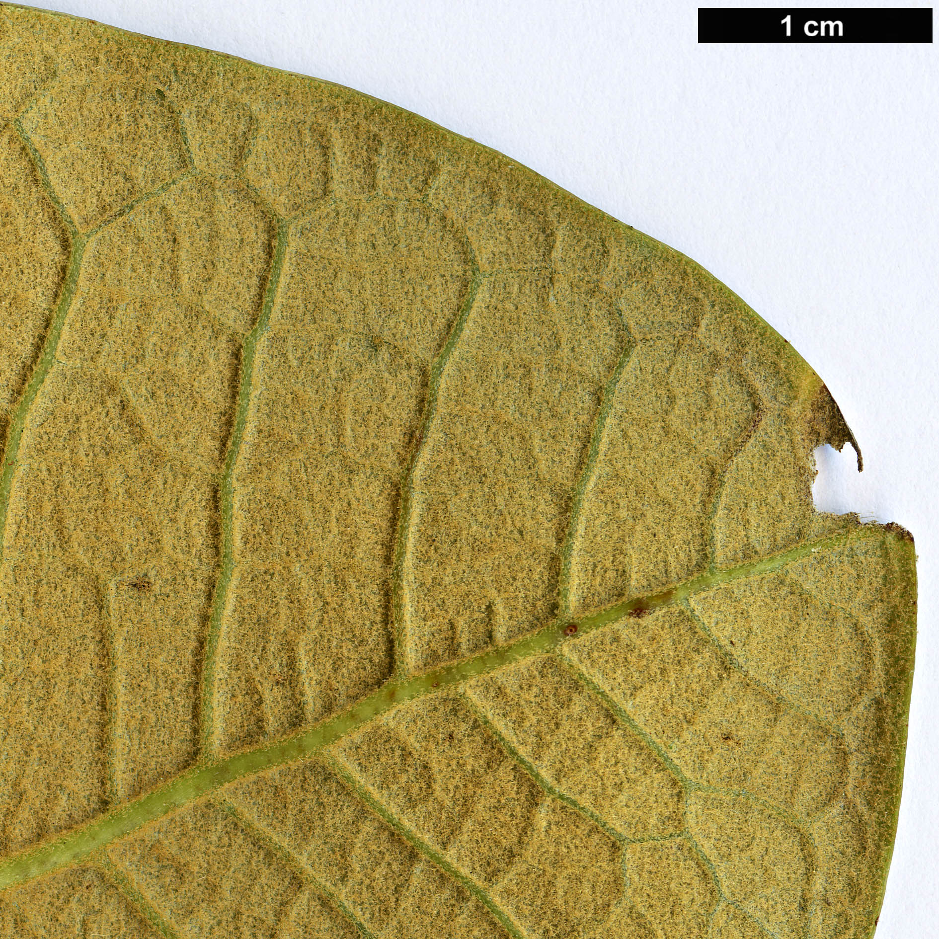 High resolution image: Family: Ericaceae - Genus: Rhododendron - Taxon: mechukae