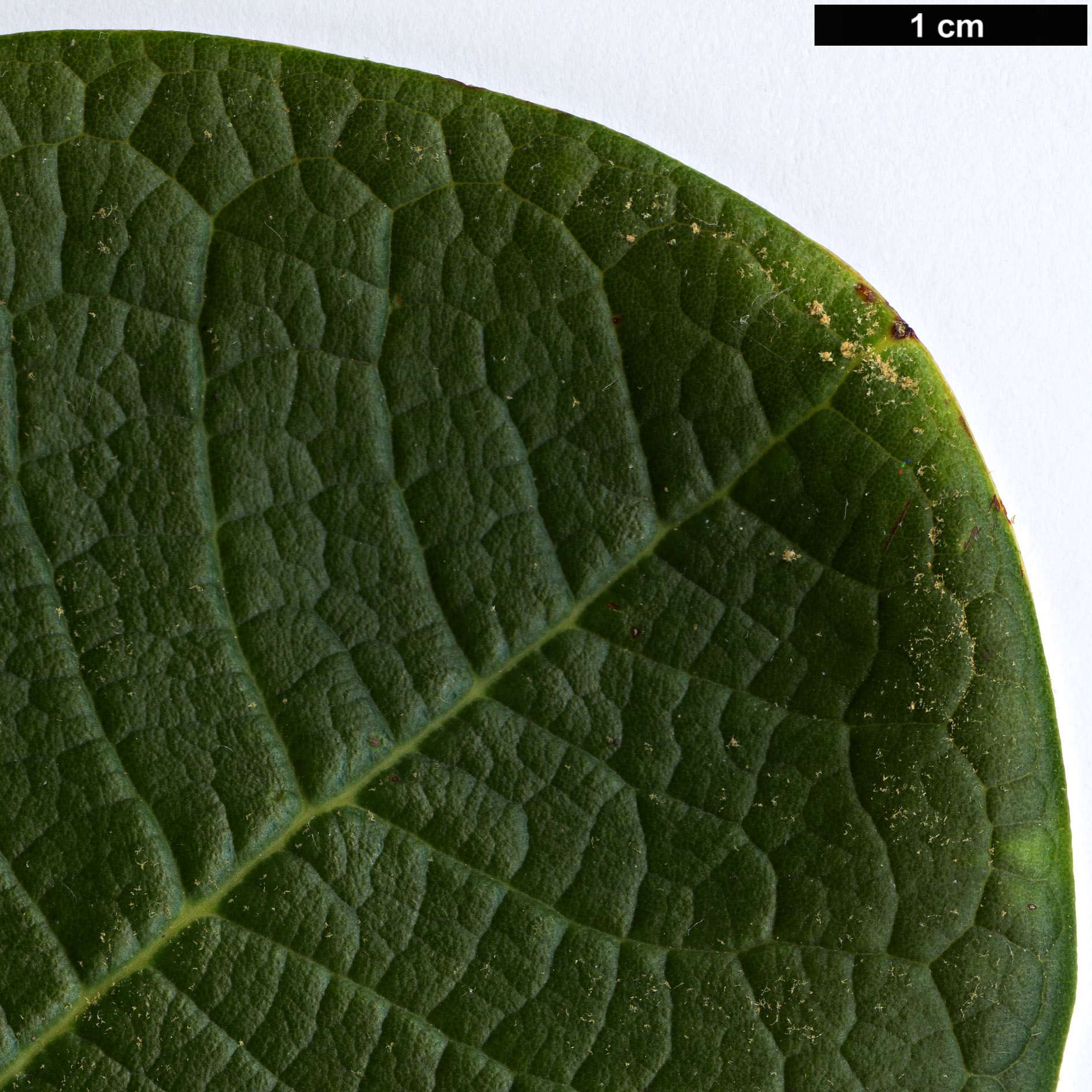 High resolution image: Family: Ericaceae - Genus: Rhododendron - Taxon: mechukae