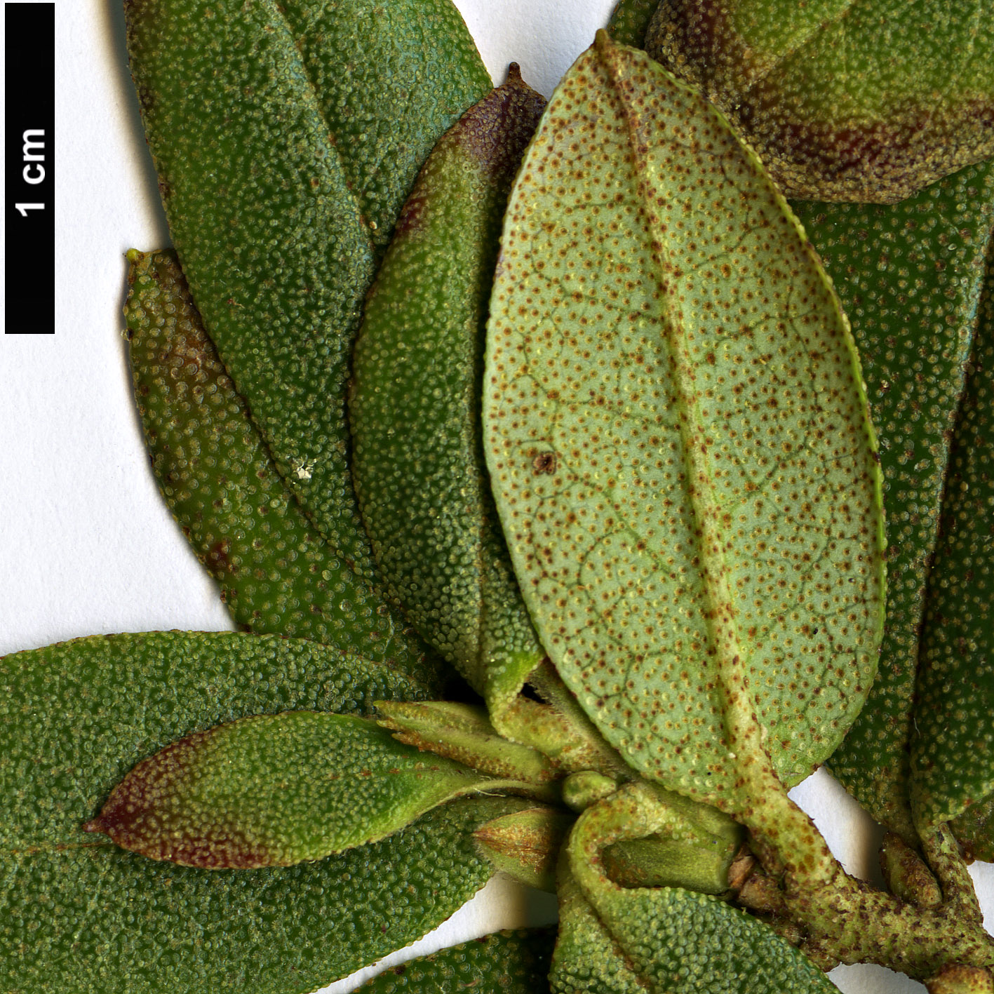 High resolution image: Family: Ericaceae - Genus: Rhododendron - Taxon: mianningense