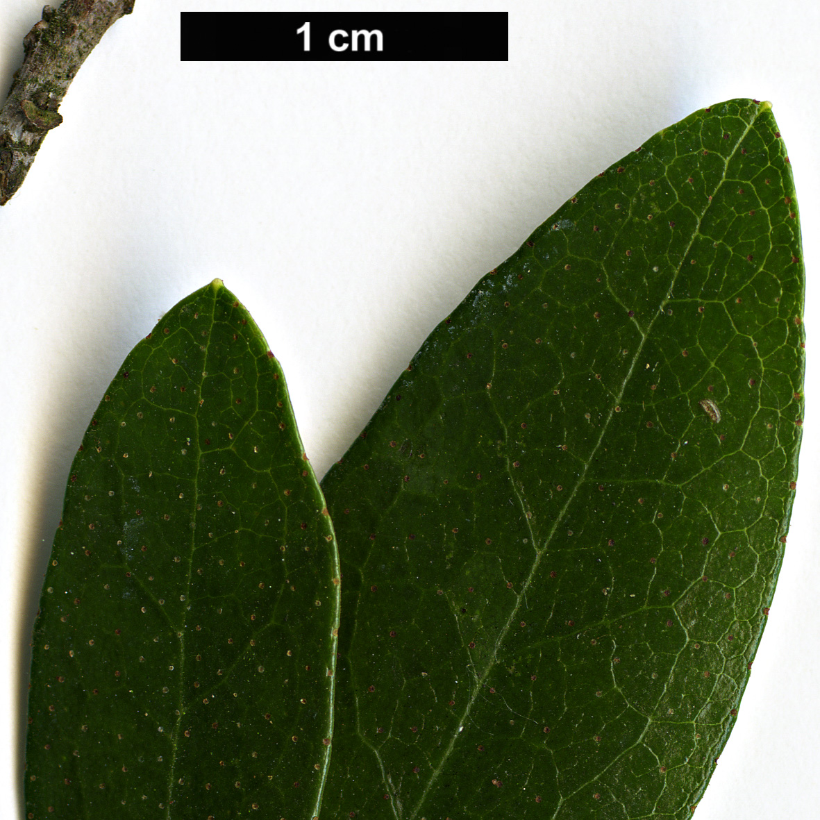 High resolution image: Family: Ericaceae - Genus: Rhododendron - Taxon: micranthum